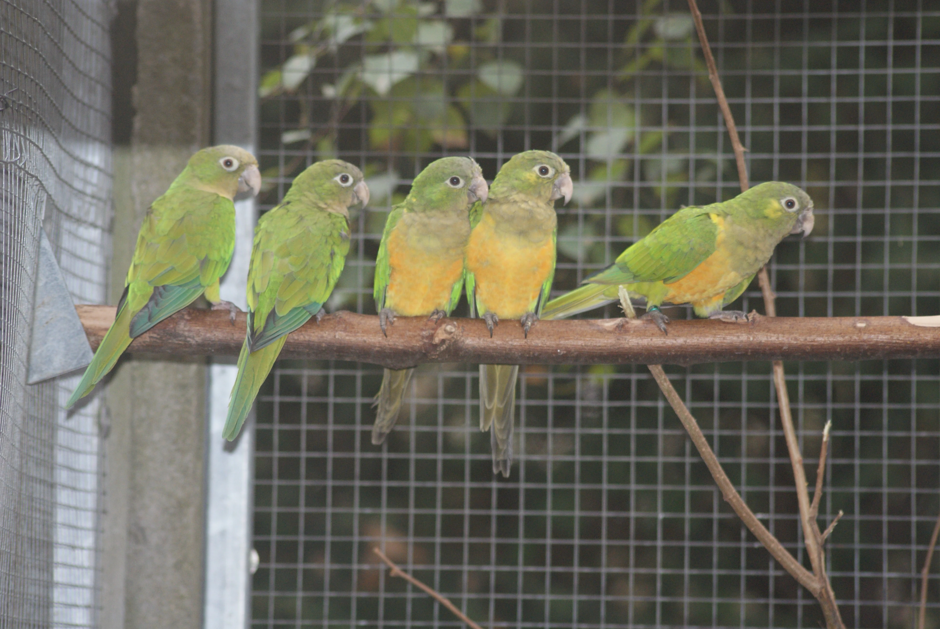 Aratinga kaktusovy