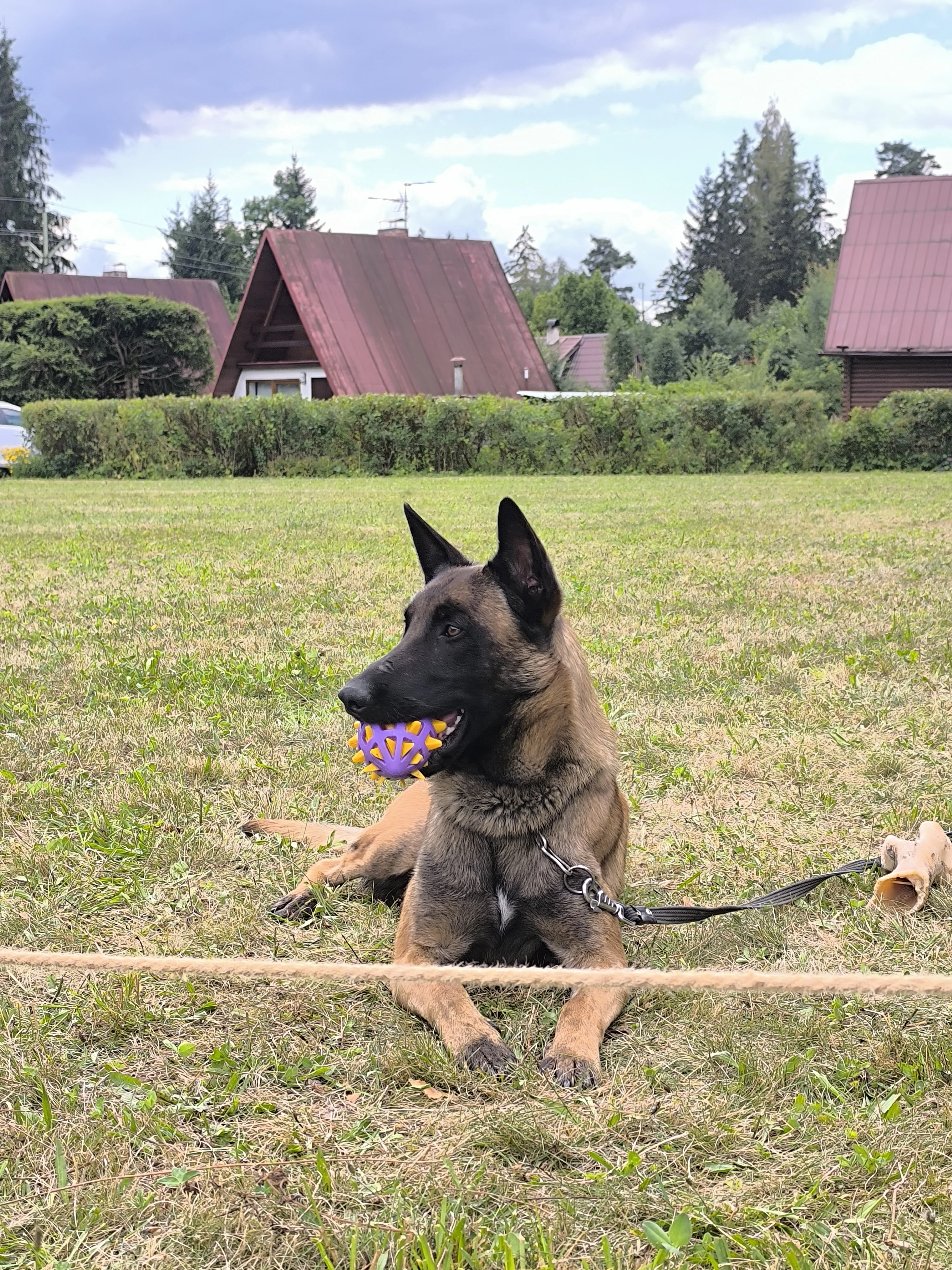 Belgický Malinois-Bony