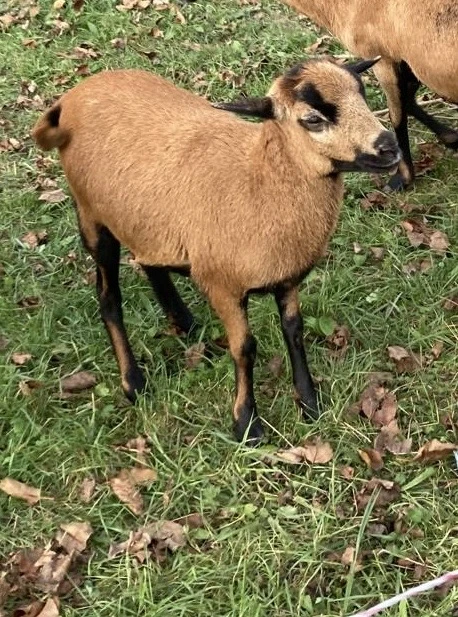 Ovce kamerunská
