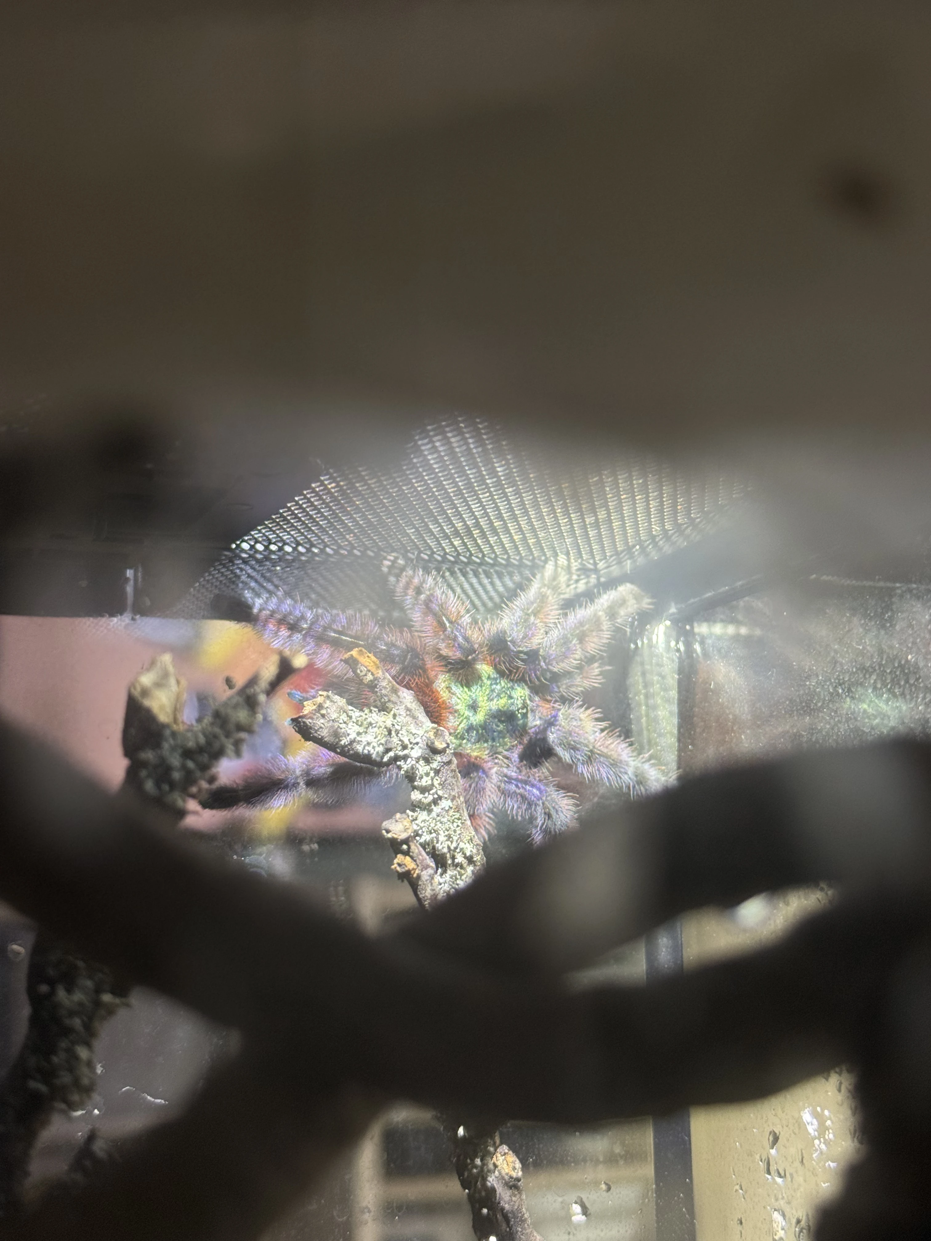 Caribena versicolor samice