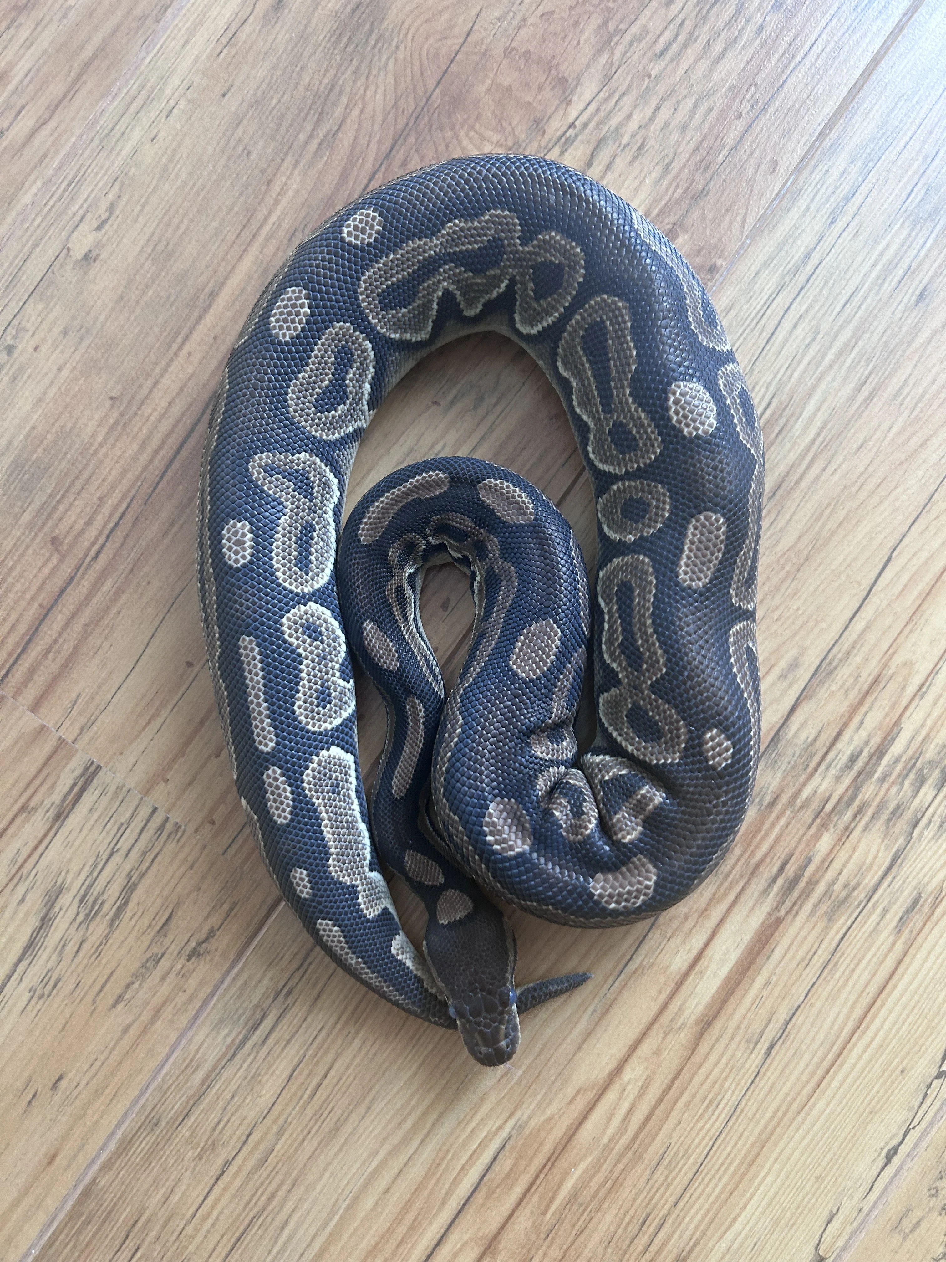 Cinnamon 1.0