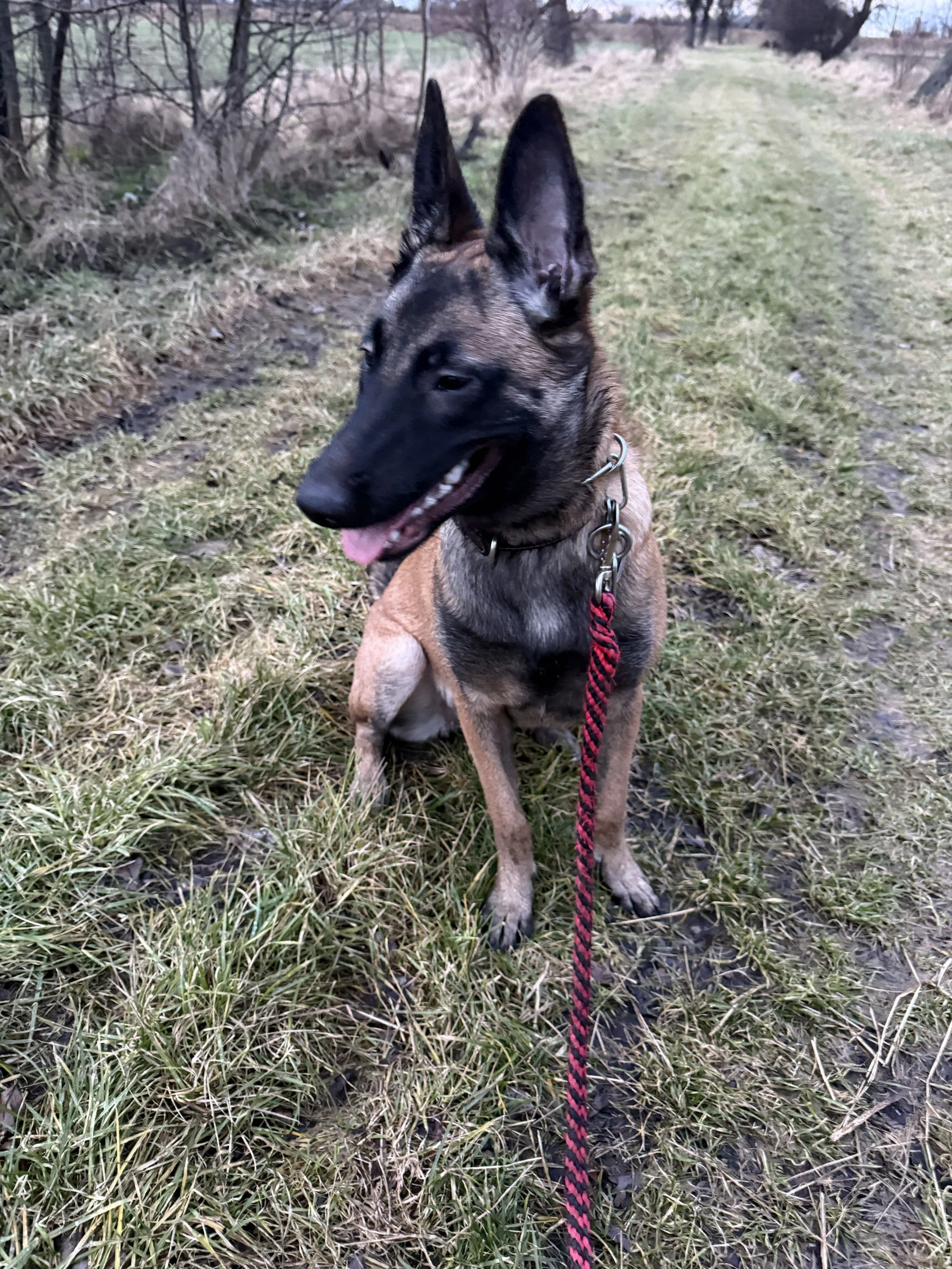 Belgický ovčák malinois s PP