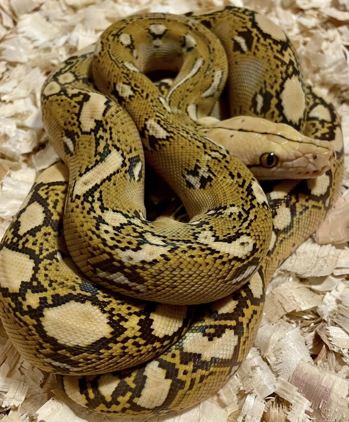 Malayopython Reticulatus