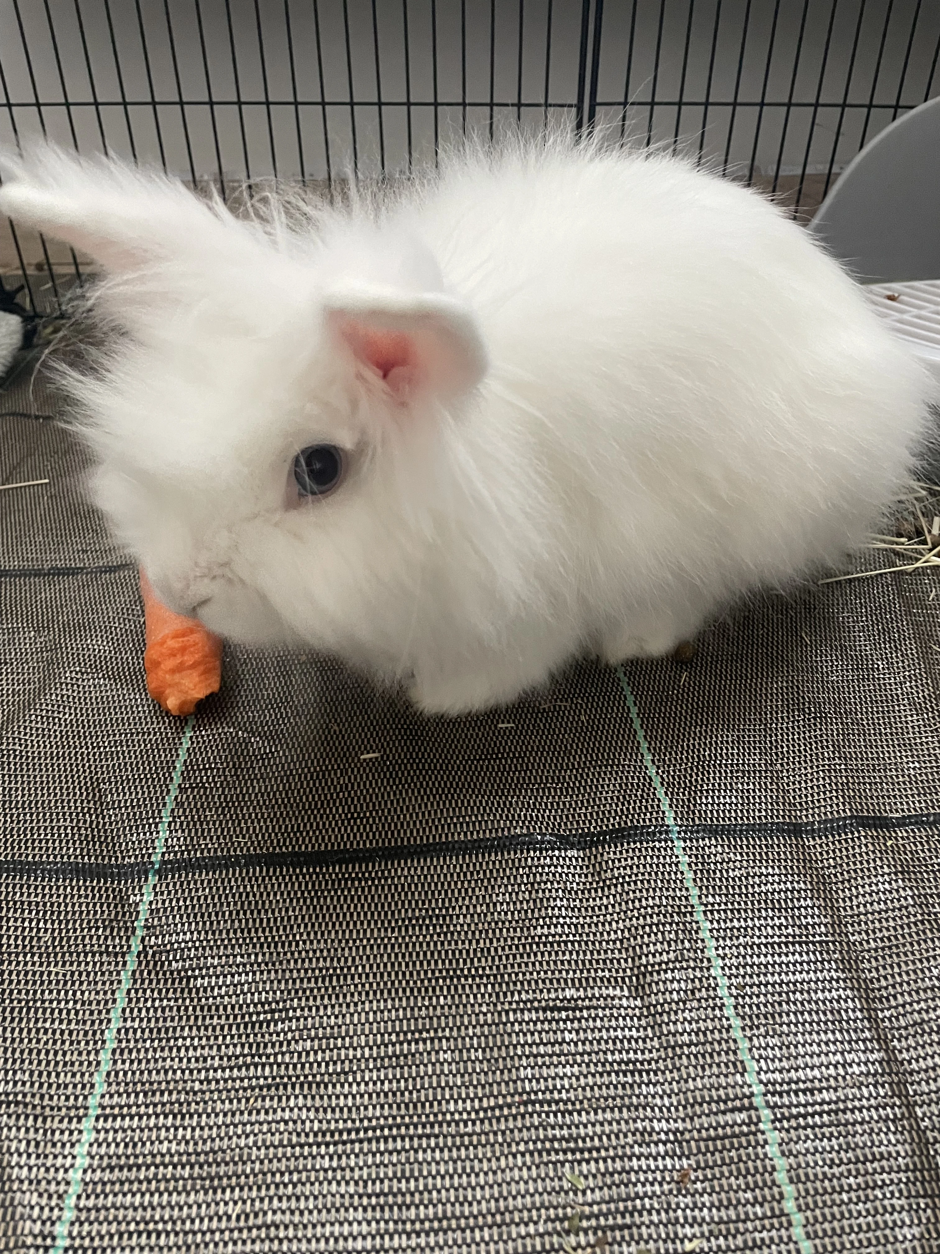 Lionhead/Lvíček