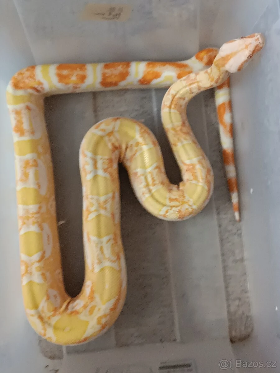 Hroznýš královský Boa constrictor