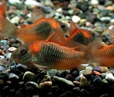 Corydoras venezuela orange