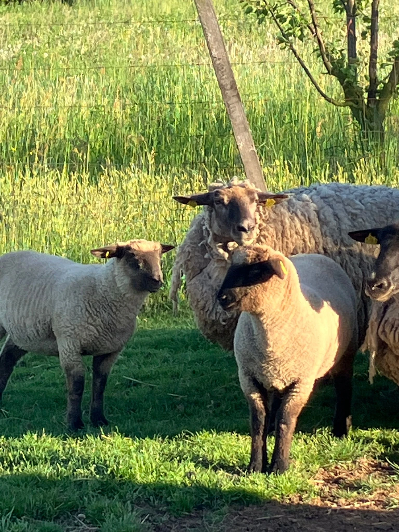 Prodám letošní jehničky