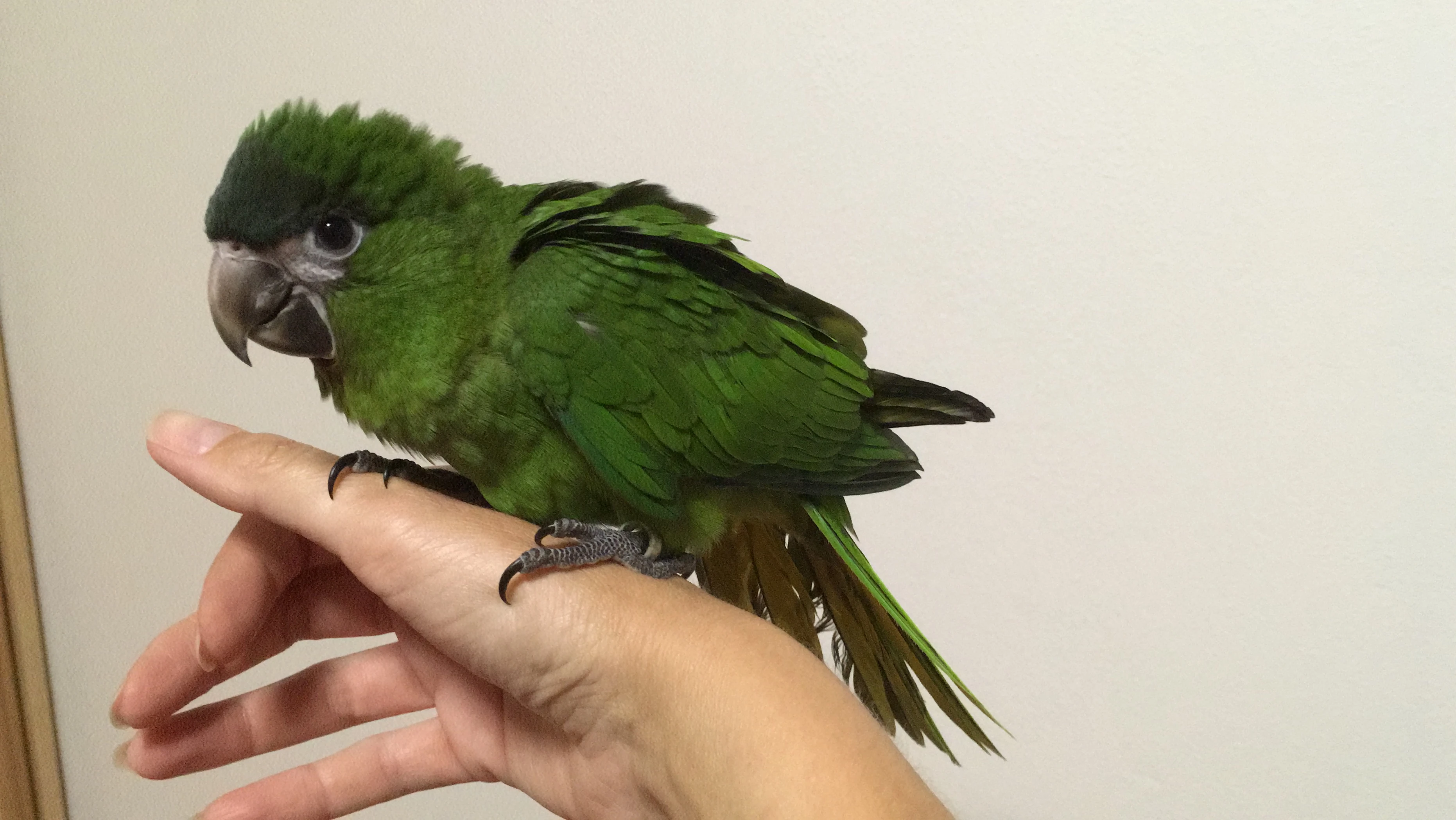 Ručně dokrmená Ara nobilis