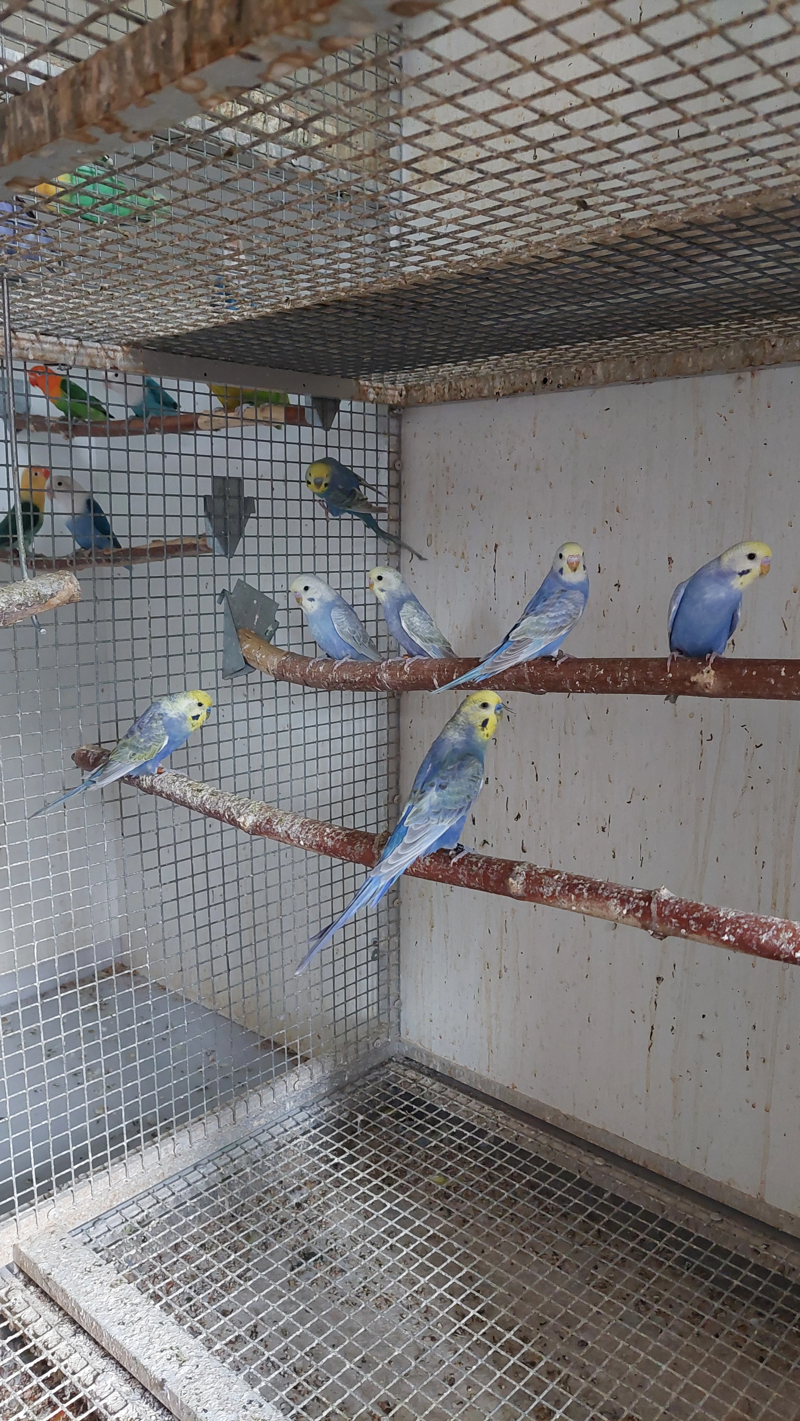 Andulky a Andulky duhové