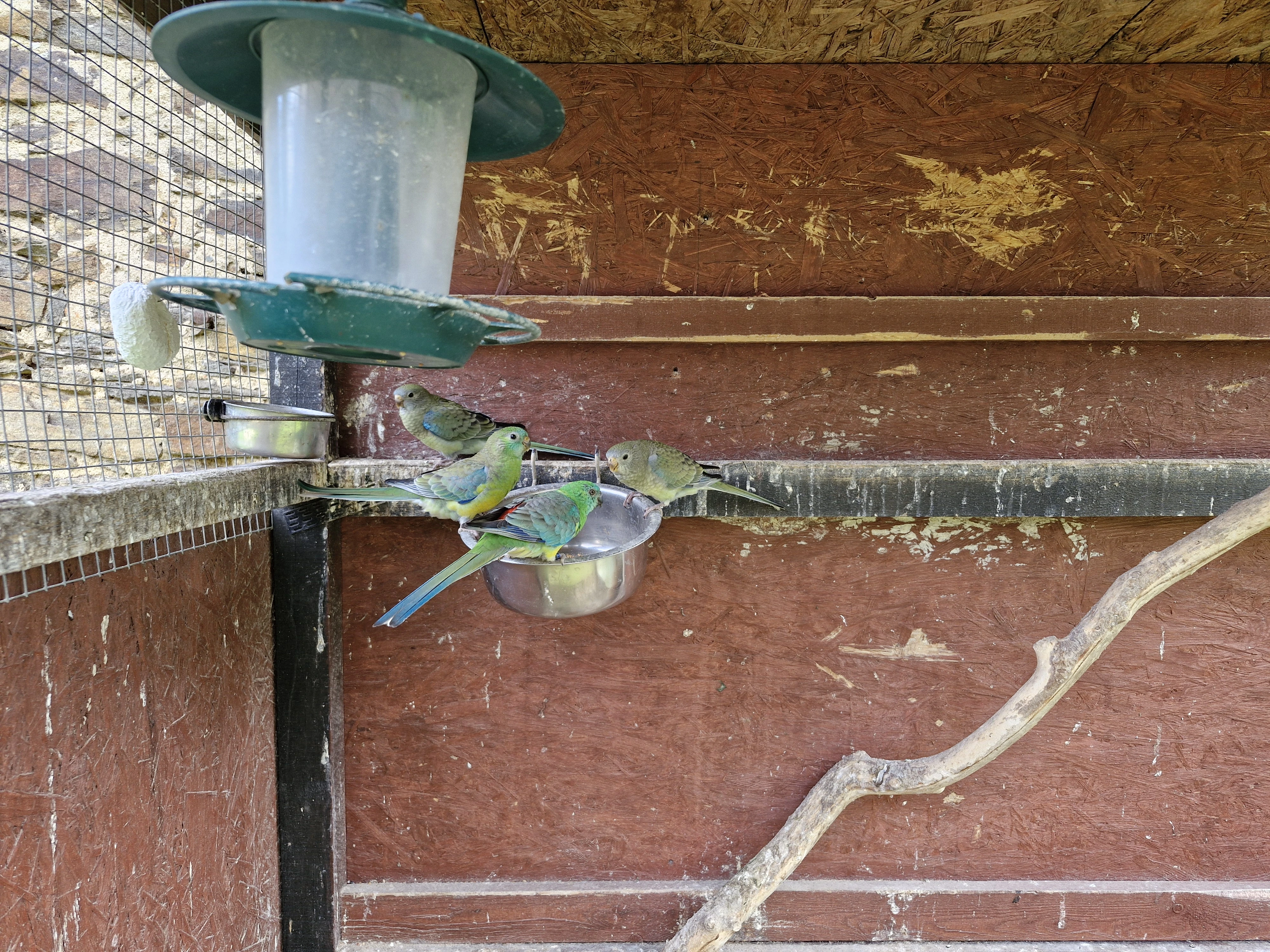 Mláďata Papouška zpěvavého 7/25