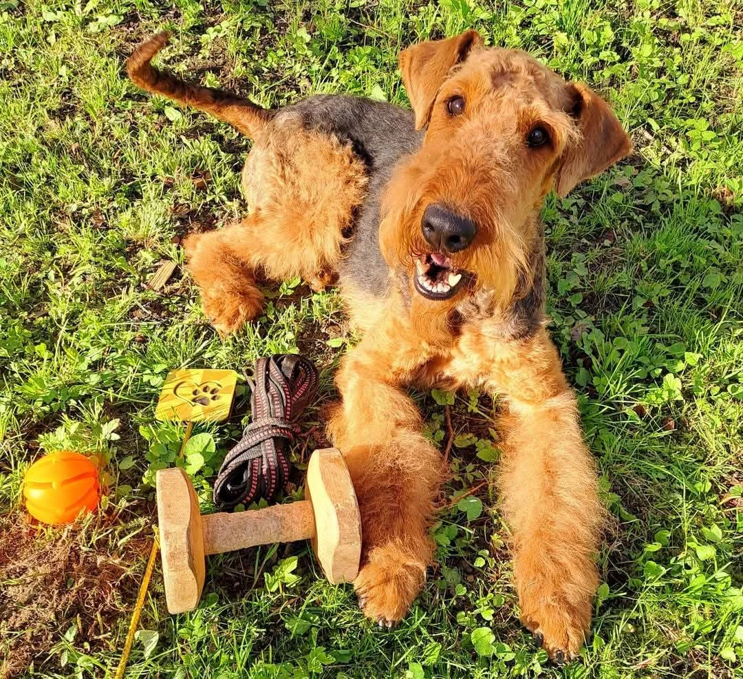 Prodám štěňata airedale terrier ( erdelterrier )