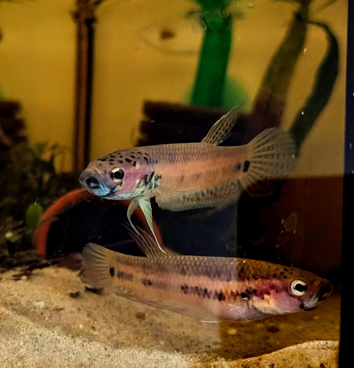 Betta ocellata "kalimantan area" f1