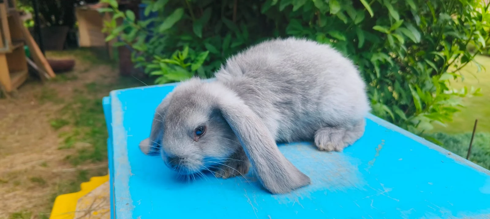 Prodám Modré Berany