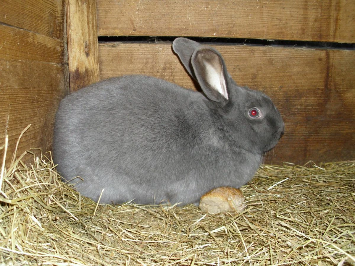 Moravský modrý prodám........