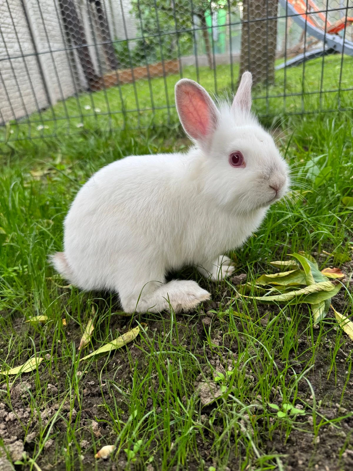 Daruji zakrslé králíčky bílé barvy