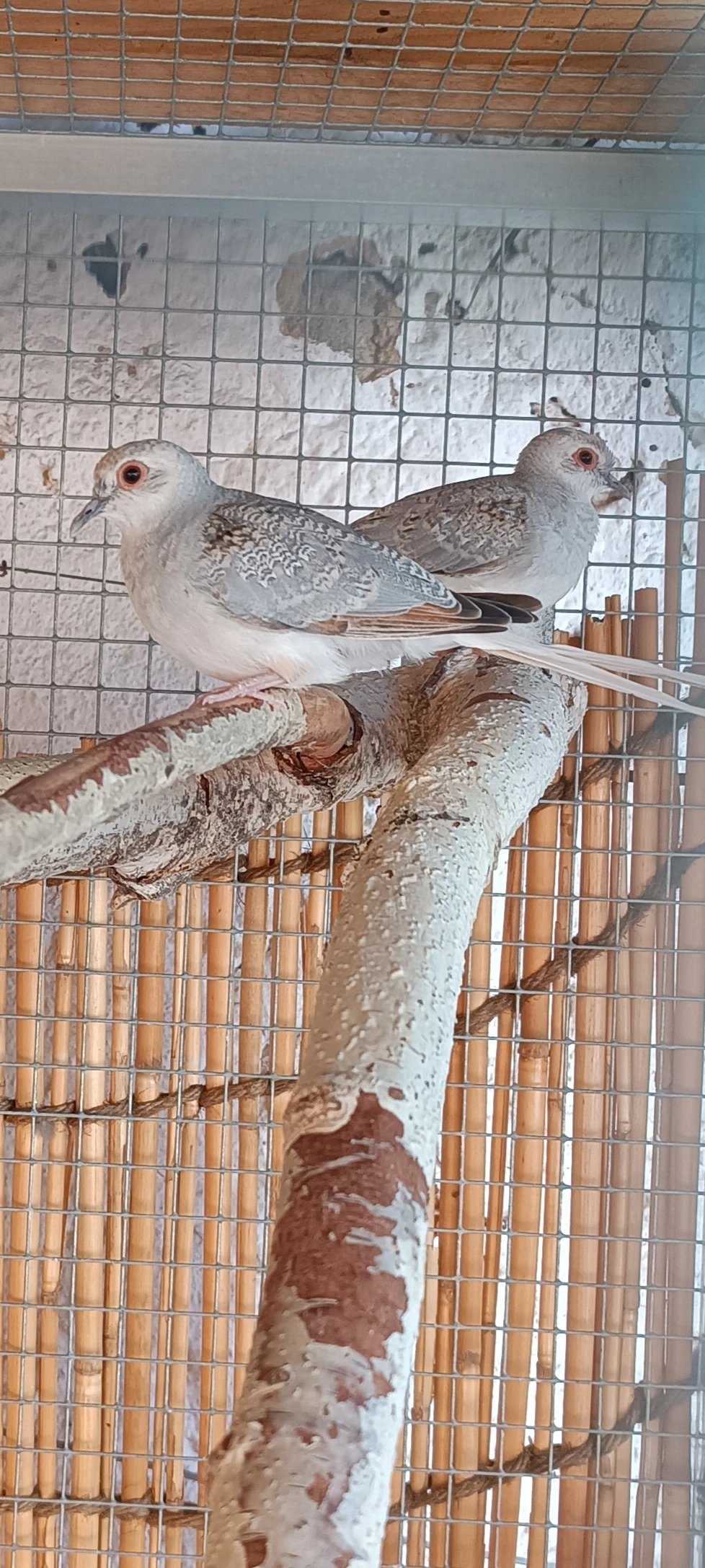 Holoubek diamantový