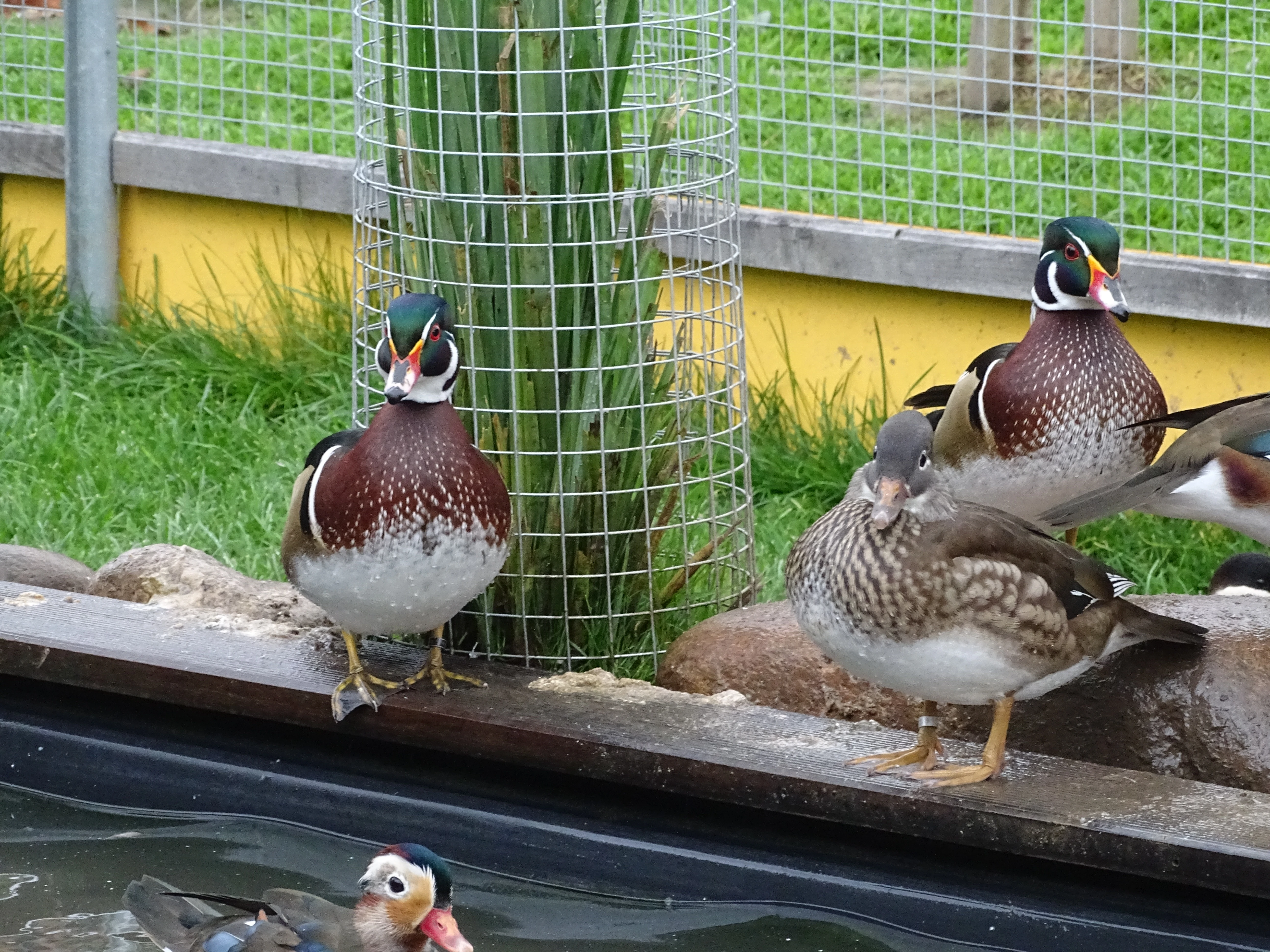 Kachnička karolínská přírodní.