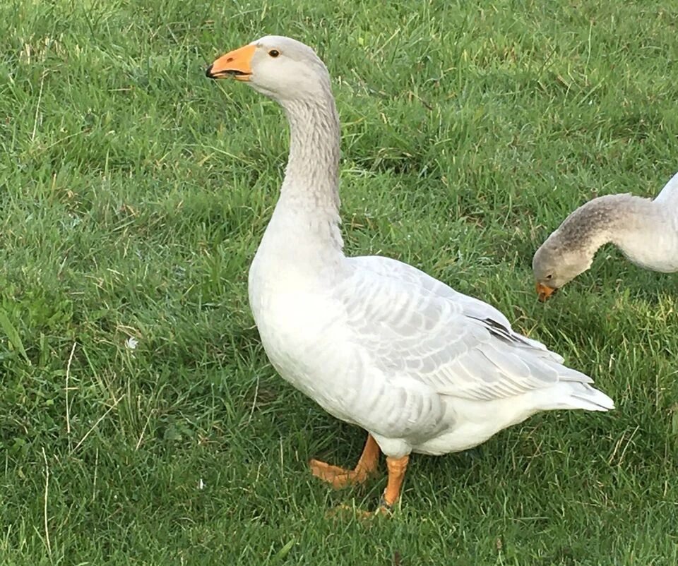 Husa Štajnbašská modrá