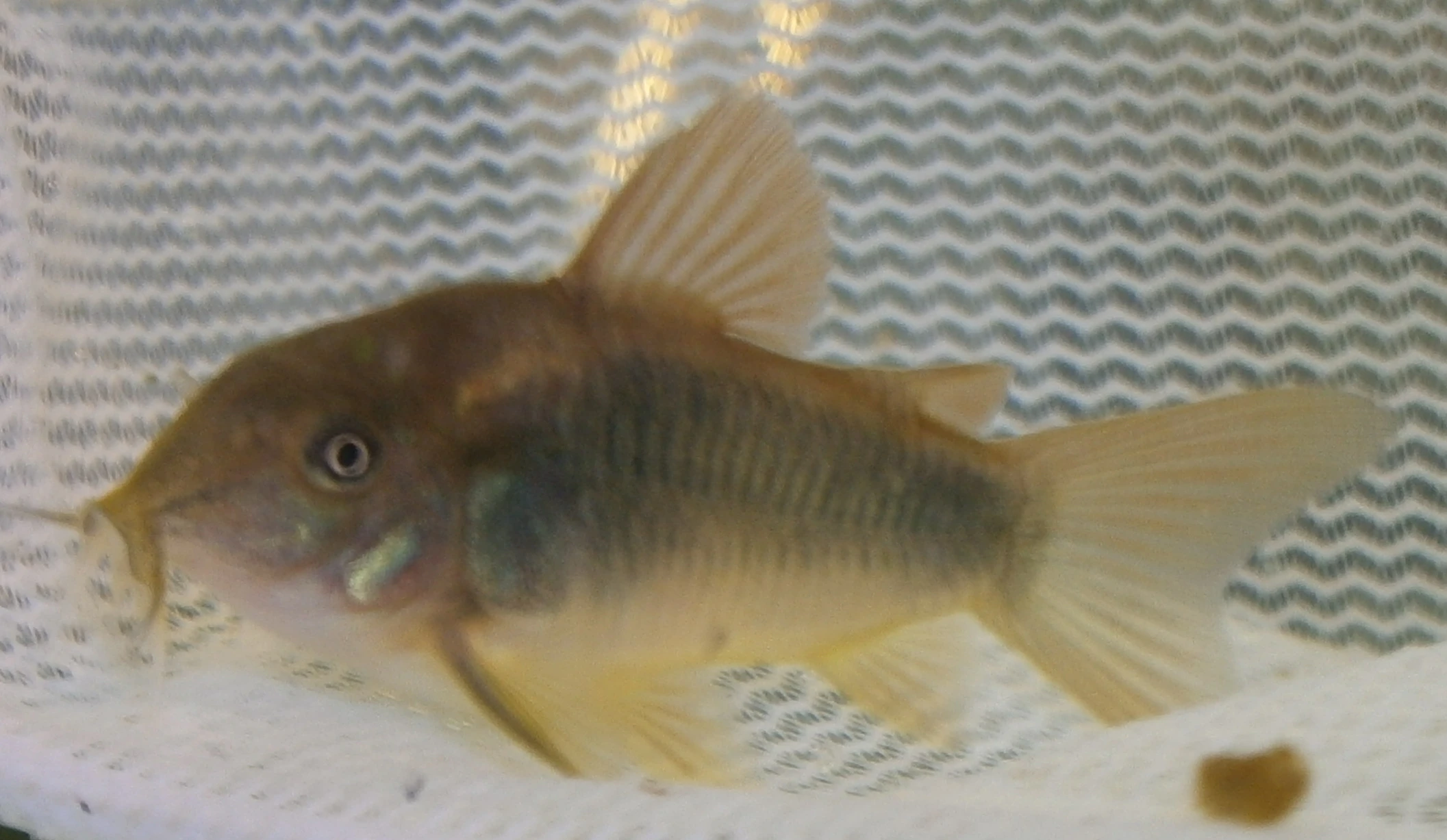 Pancéřníček zlatopásý zelený