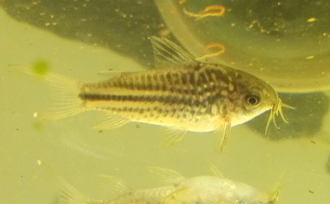 Pancéřníček napský