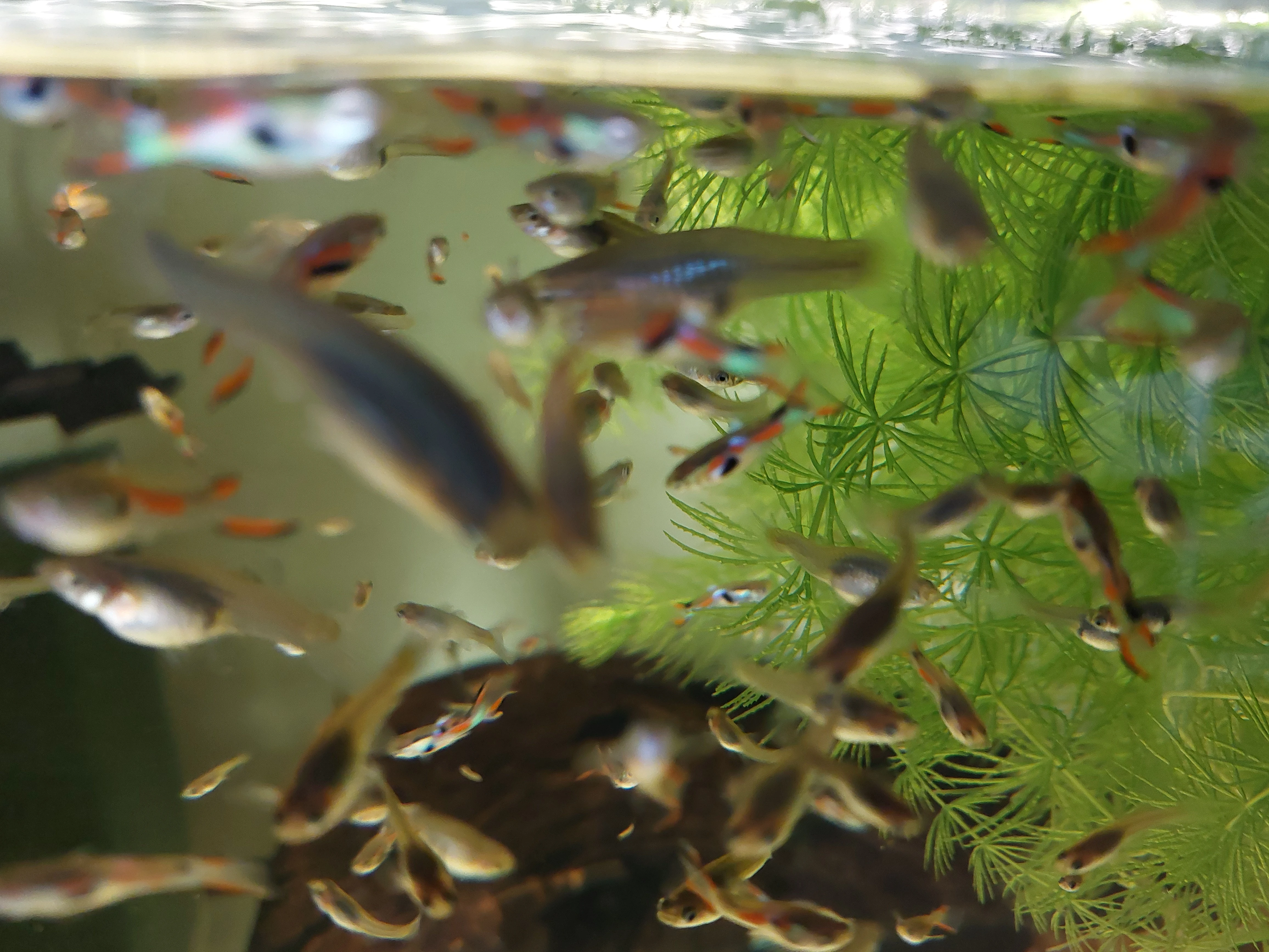 Živorodka wingeova Endlerka