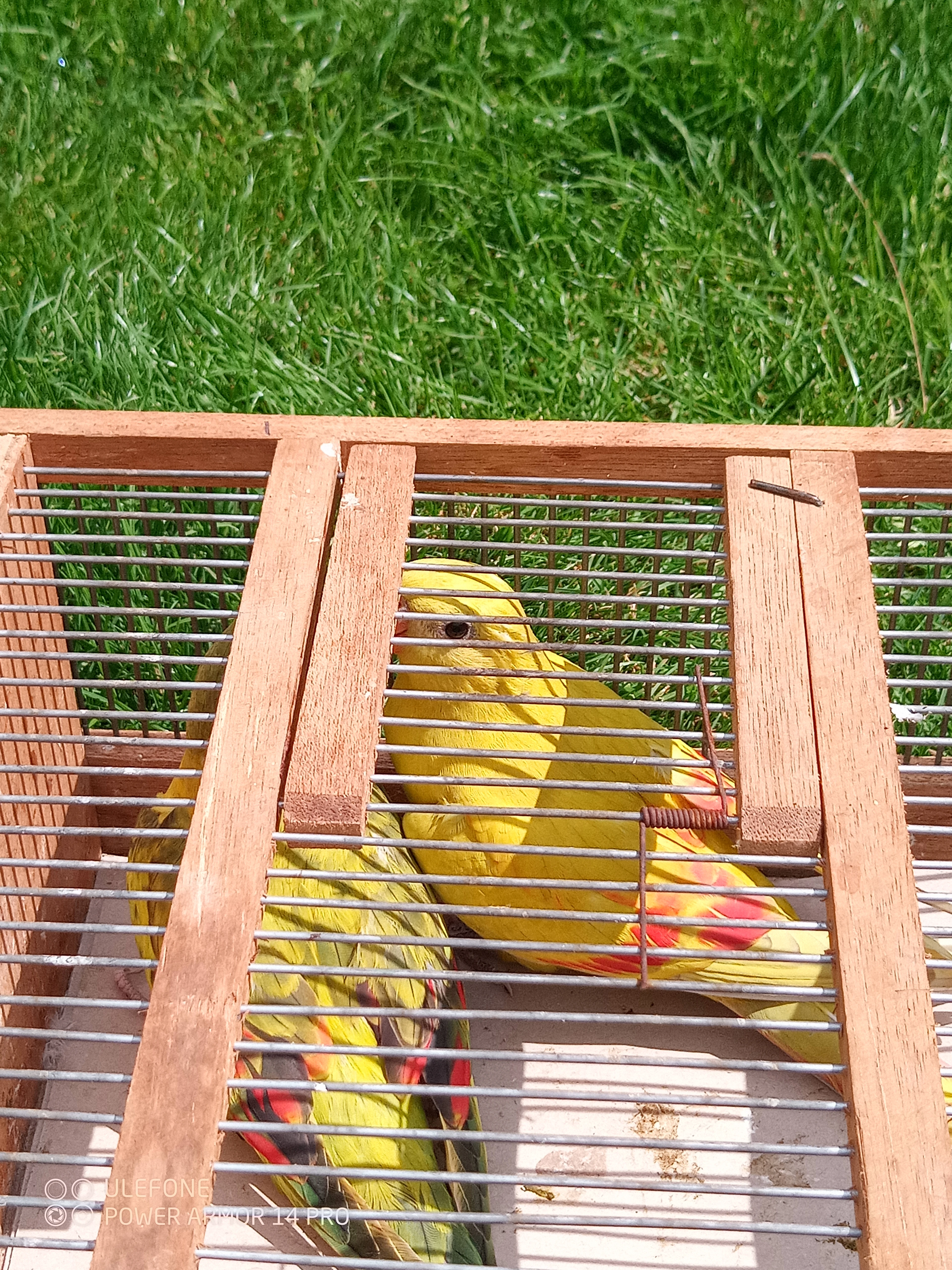 Pap. Horský Lemovany