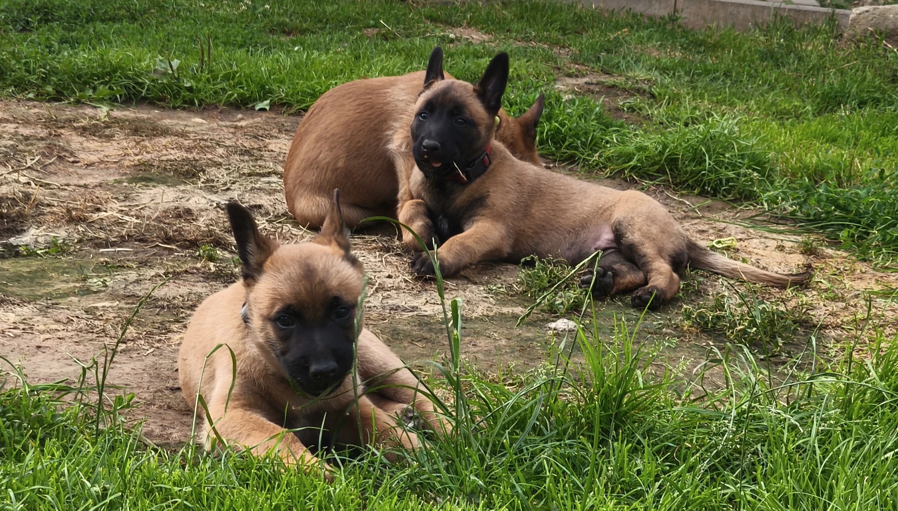 Belgický ovčák malinois