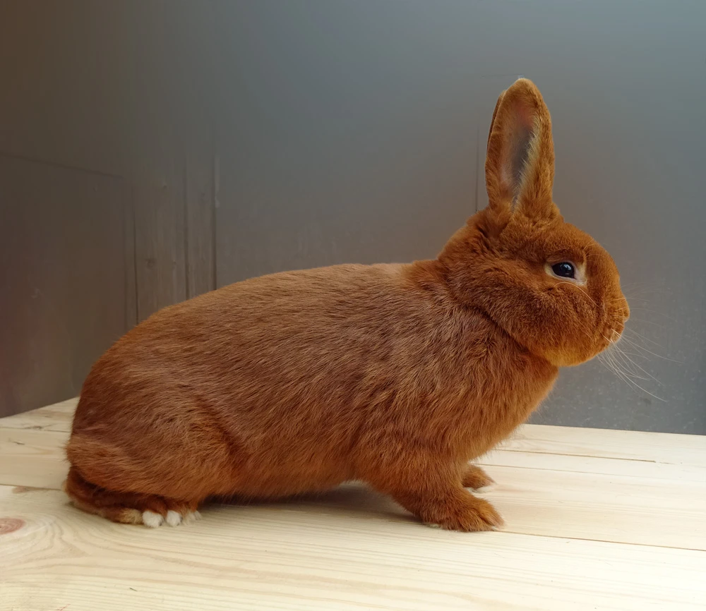 Letošní odchovy Nč