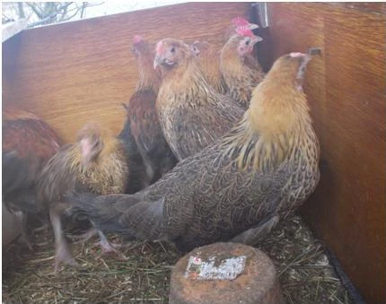 Česká zlatá kropenka - kuřice - Brno - Mor. Krumlov