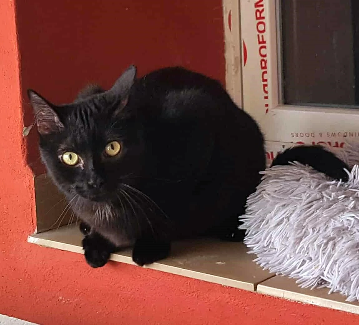 Kocourek Davídek hledá nový domov