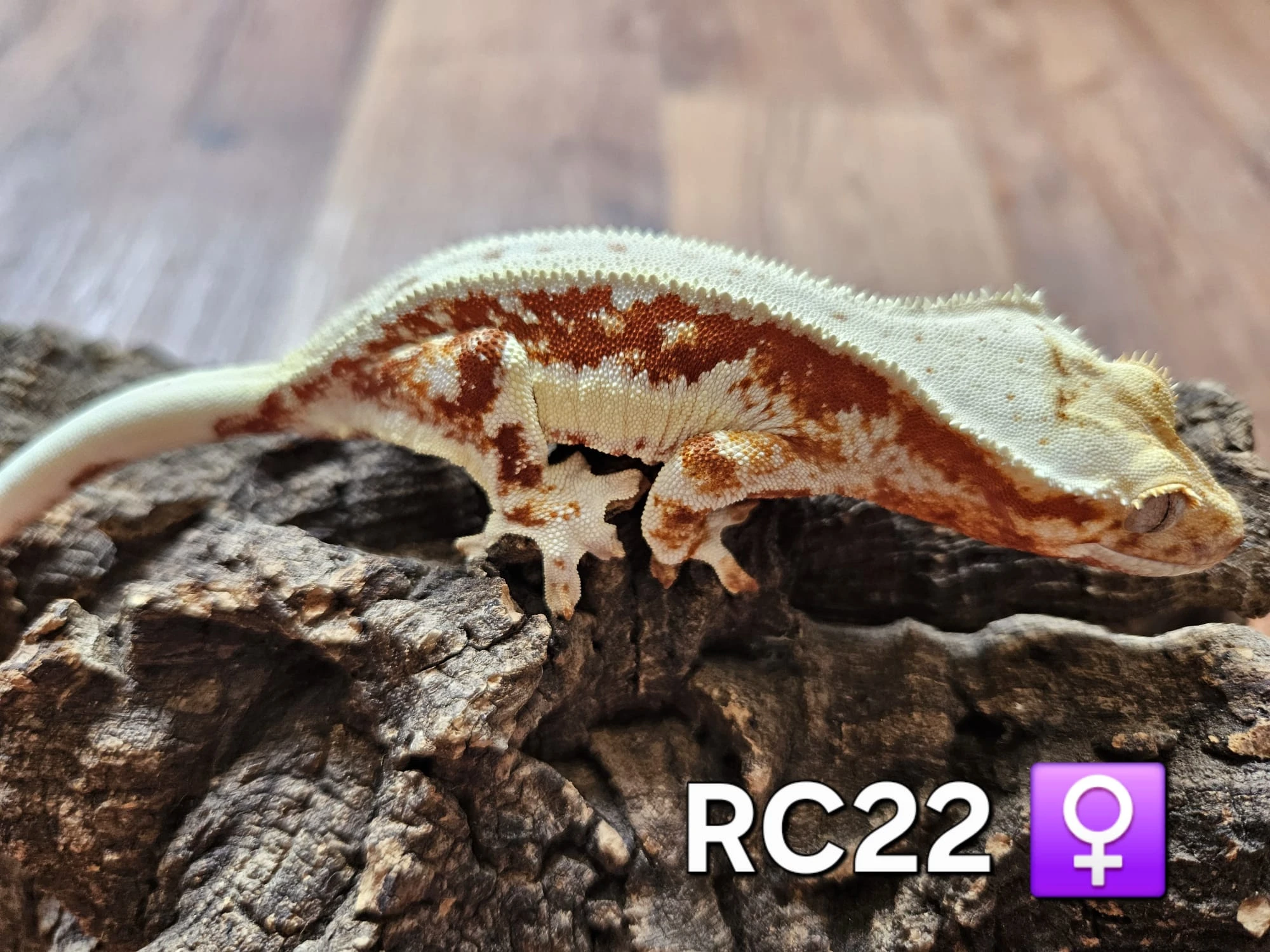 Pagekon řasnatý subadult samice/ smci na prodej