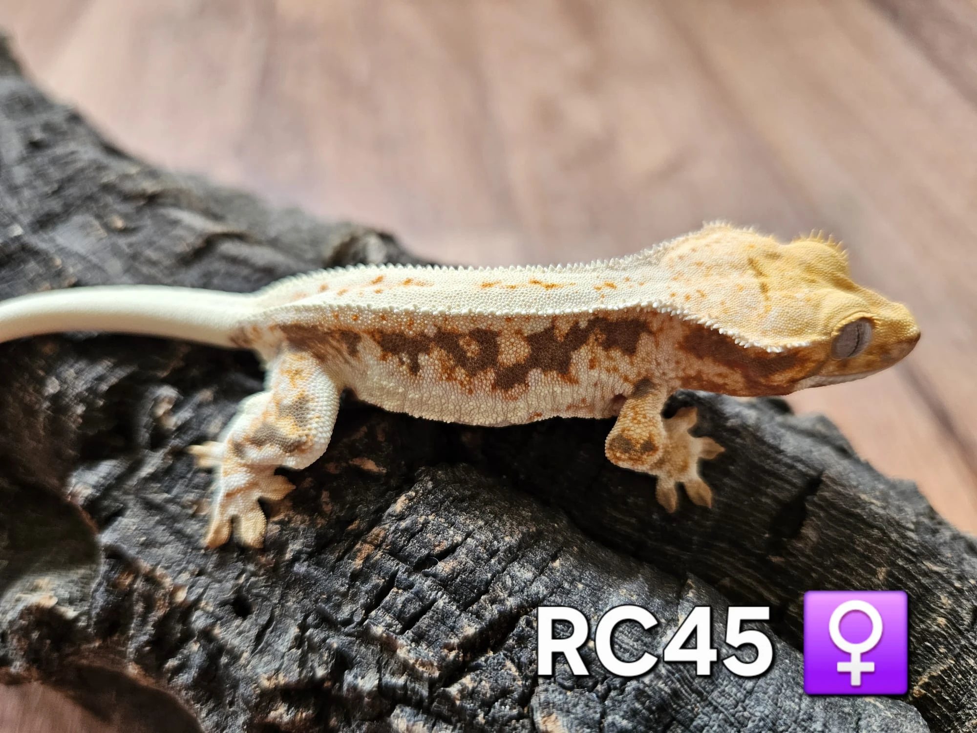 Pagekon řasnatý subadult samice/ smci na prodej