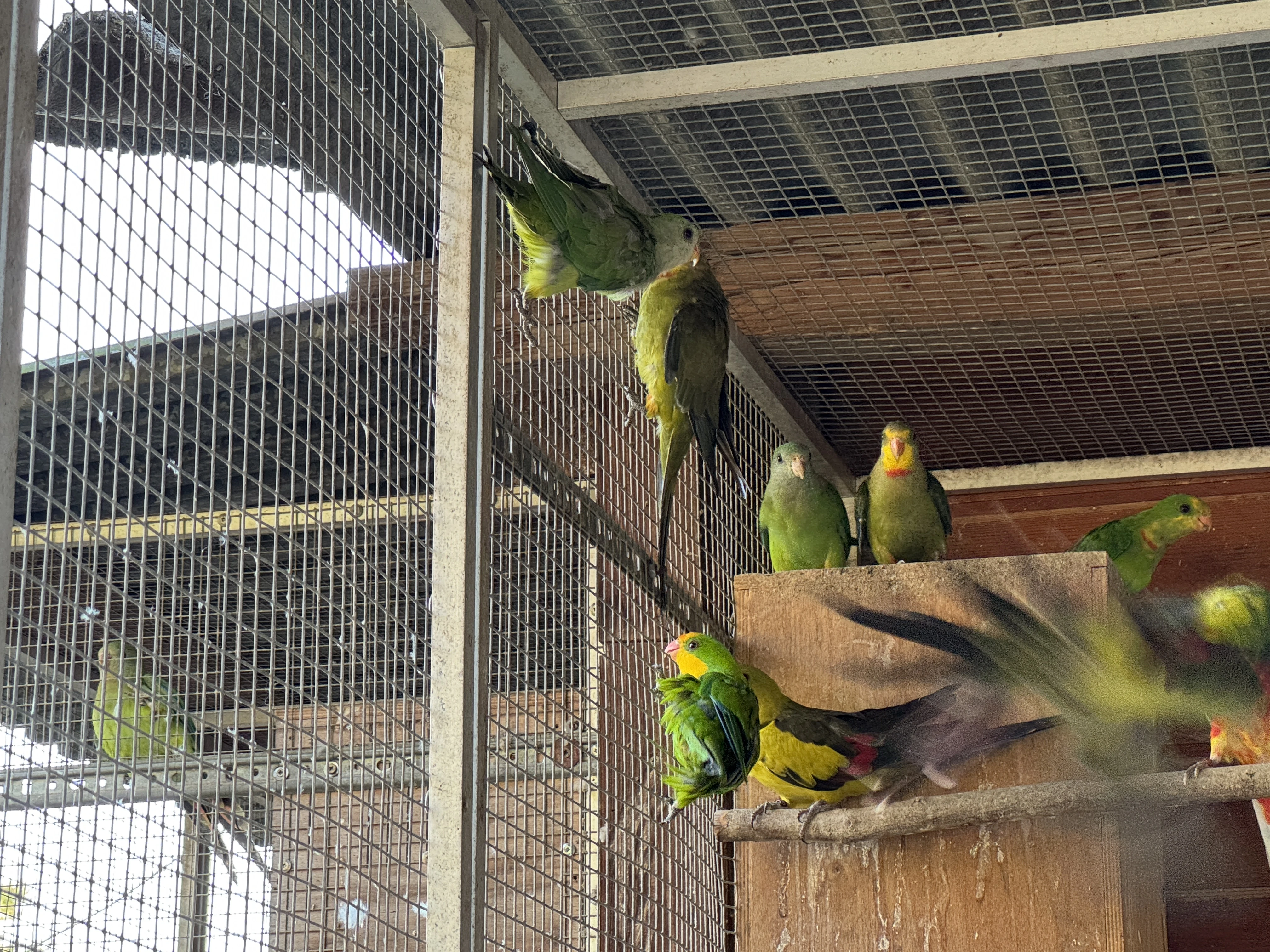 Papoušek nádherný, přírodní 2025