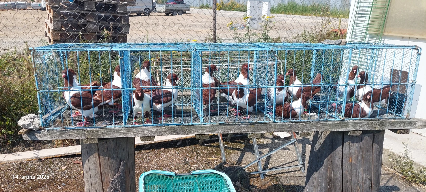 Prodam vyletky  moravskeho pstrosa cerveneho krouzkovane po 100 Kc/ks