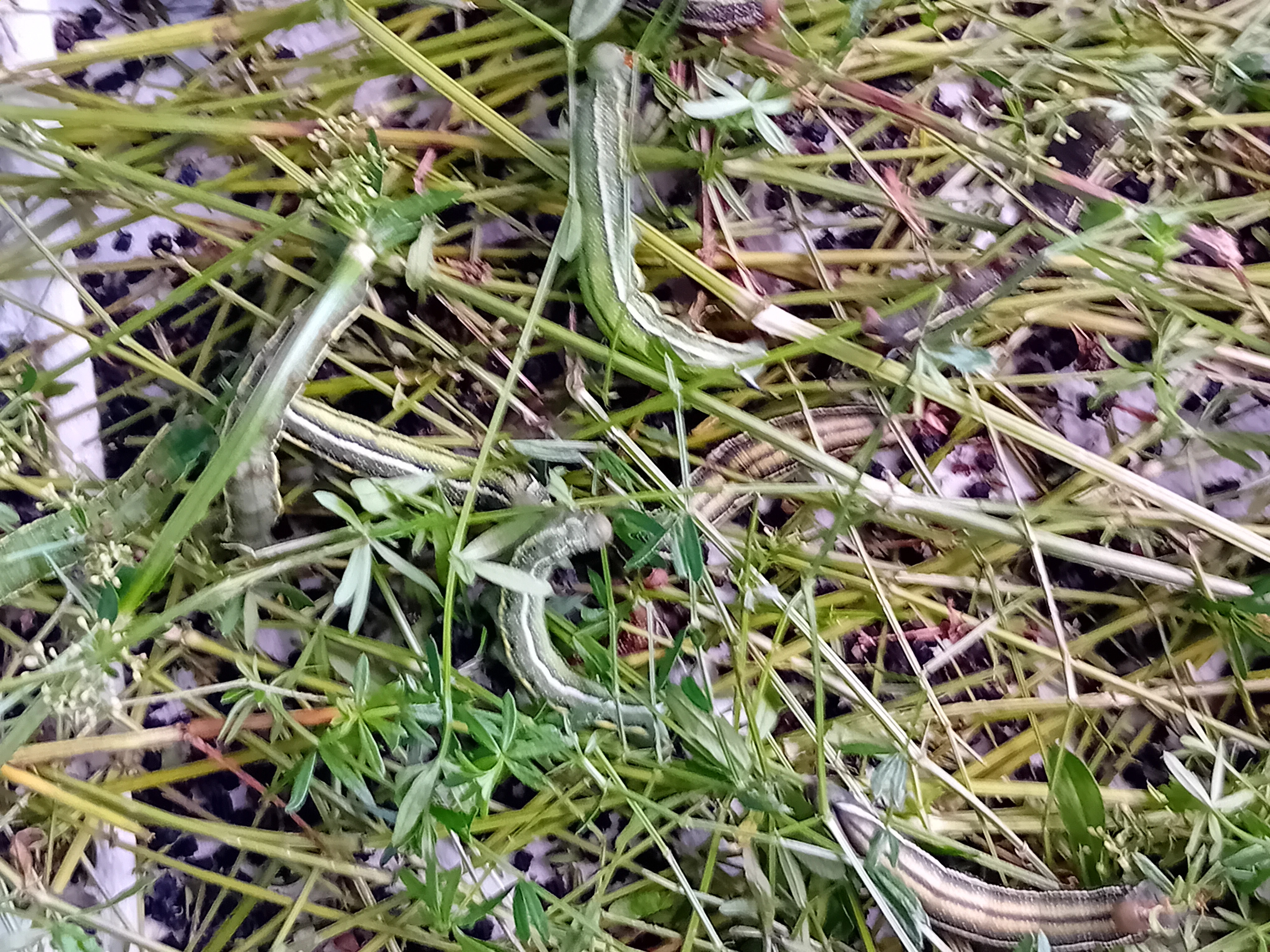 Dlouhozobka svízelová