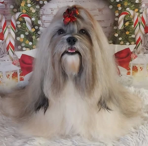 Lhasa apso štěňata s PP (FCI) 2025-26