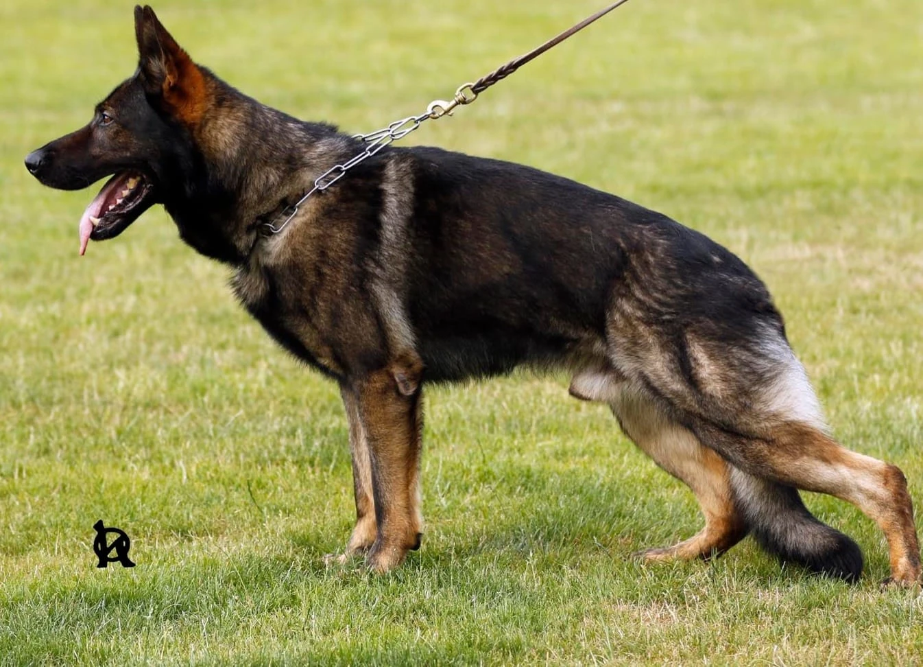 Německý ovčák - štěňata s PP