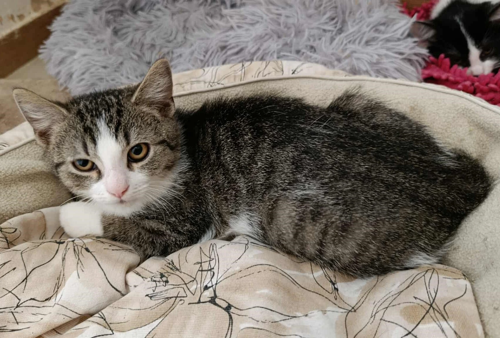 Kocourek Emil hledá nový domov