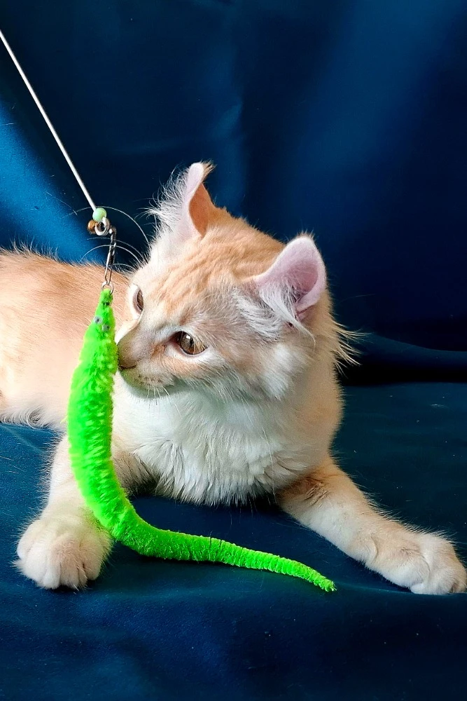 American curl koťátko s PP