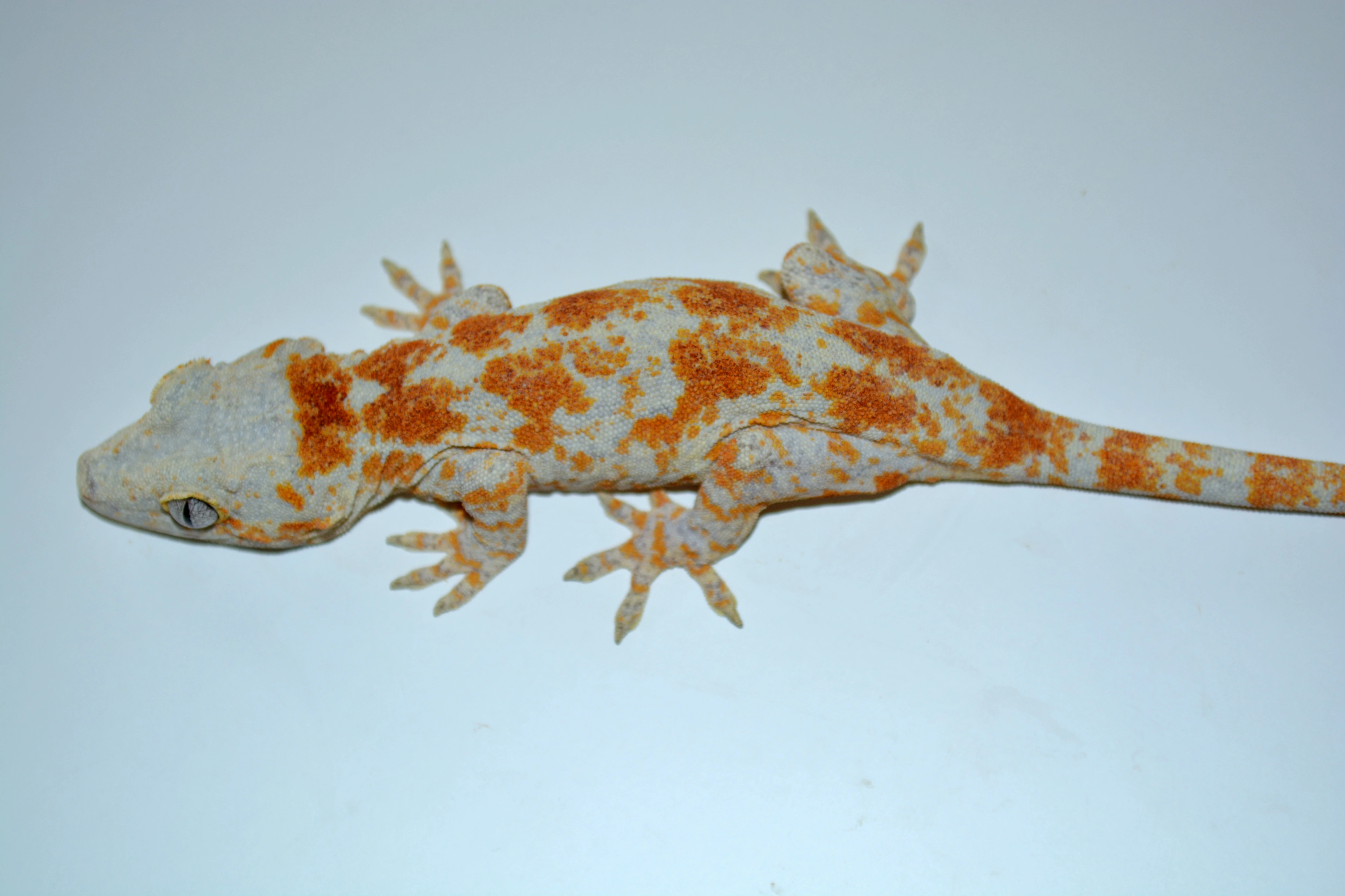 Rhacodactylus auriculatus