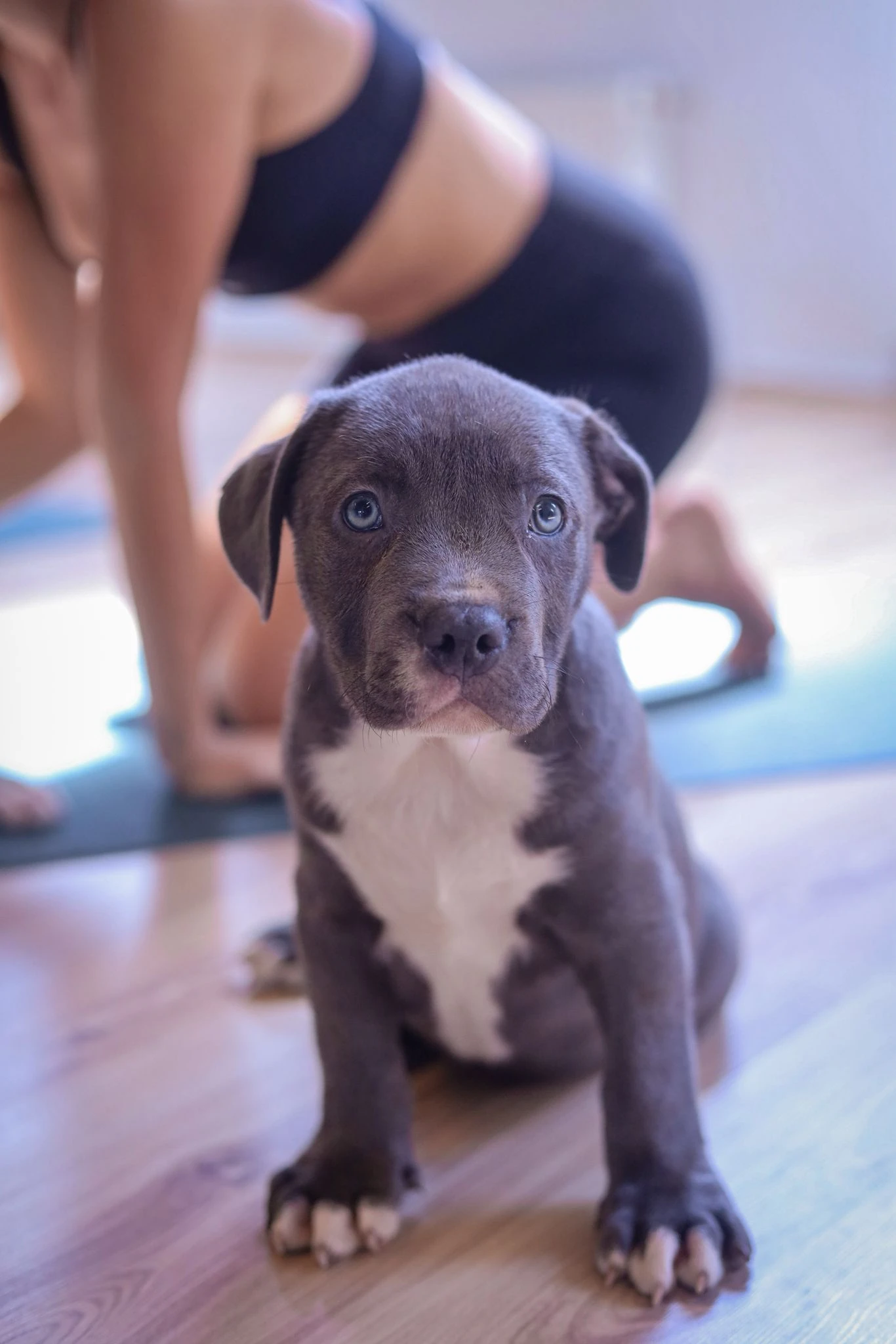 American Bully XL TOP originální krev