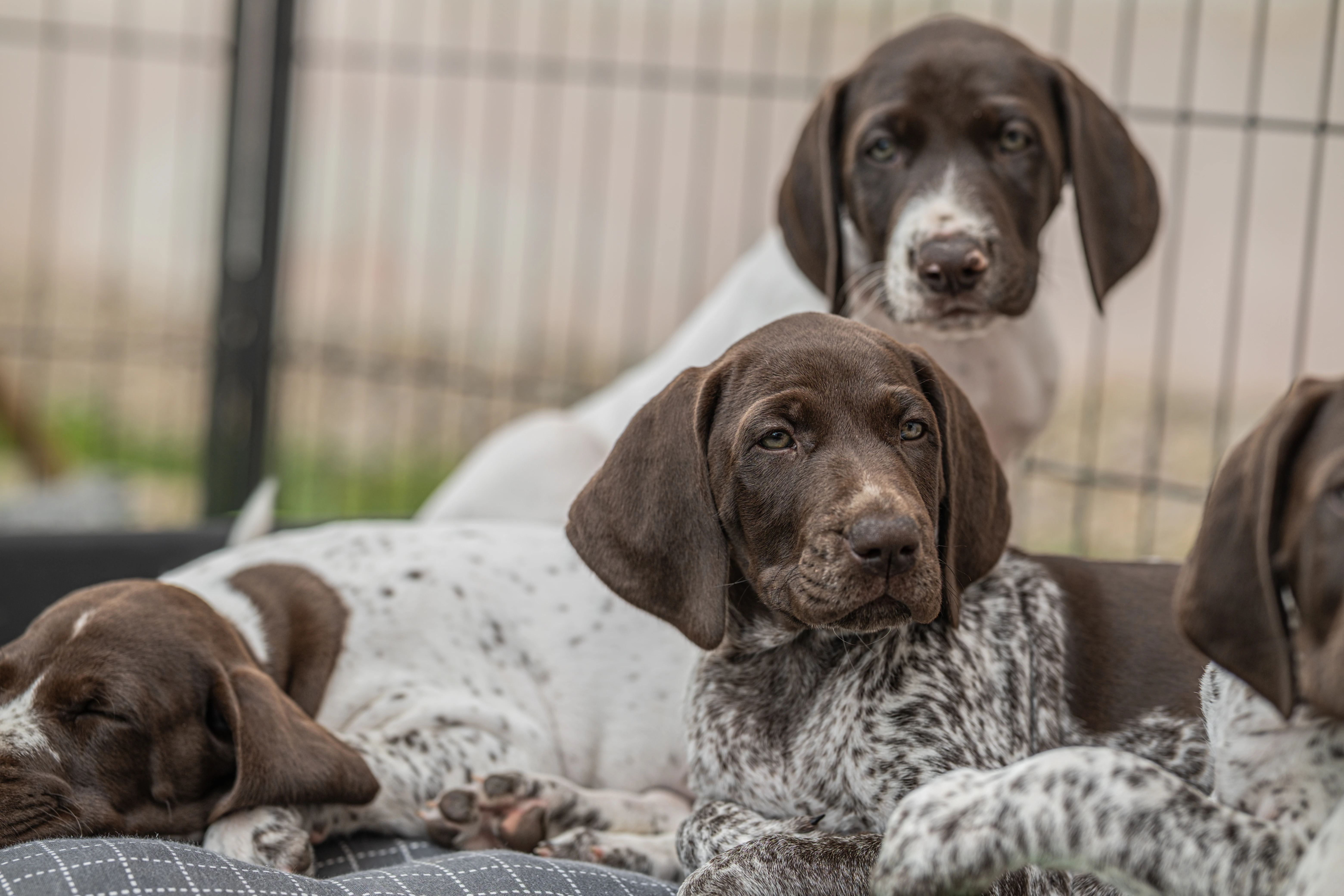 Štěňata Německého krátkosrstého ohaře