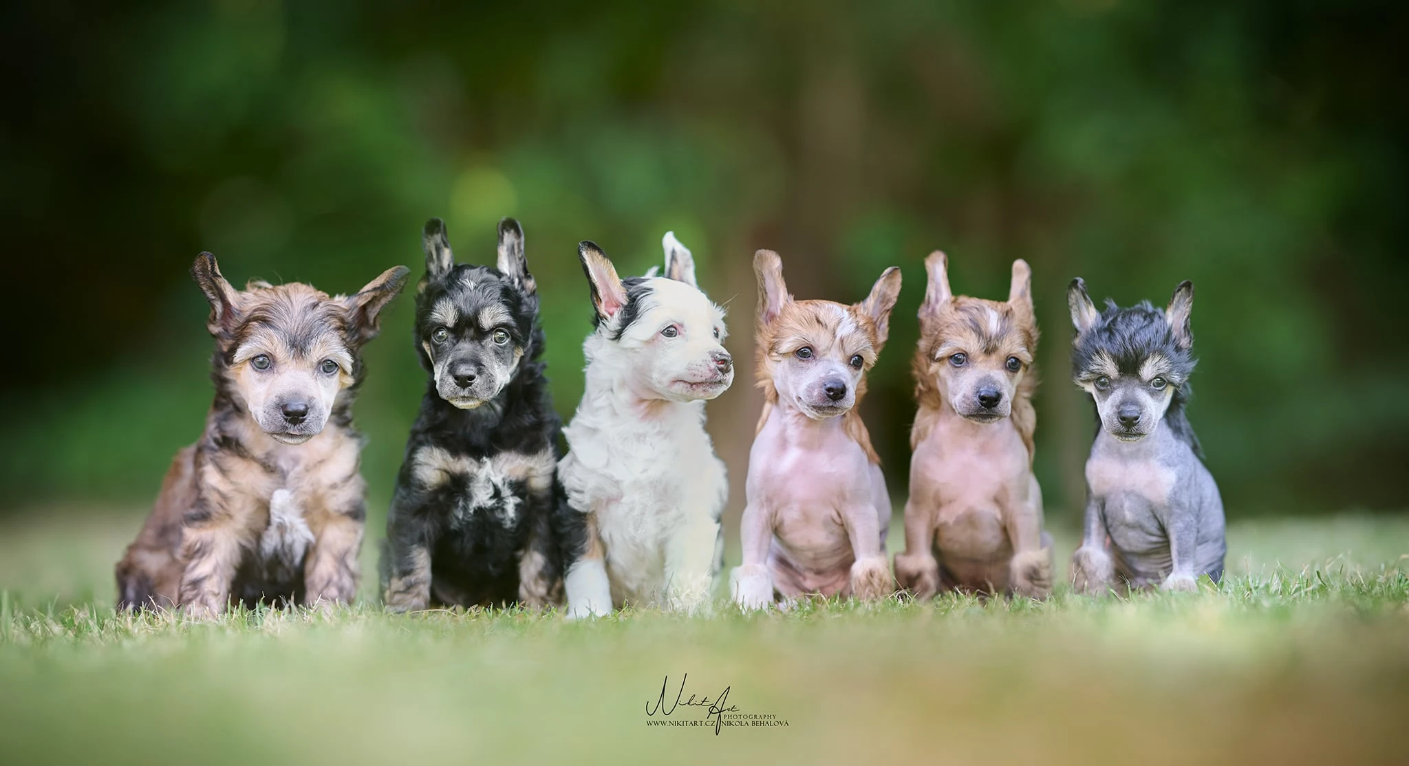 Čínský chocholatý pes