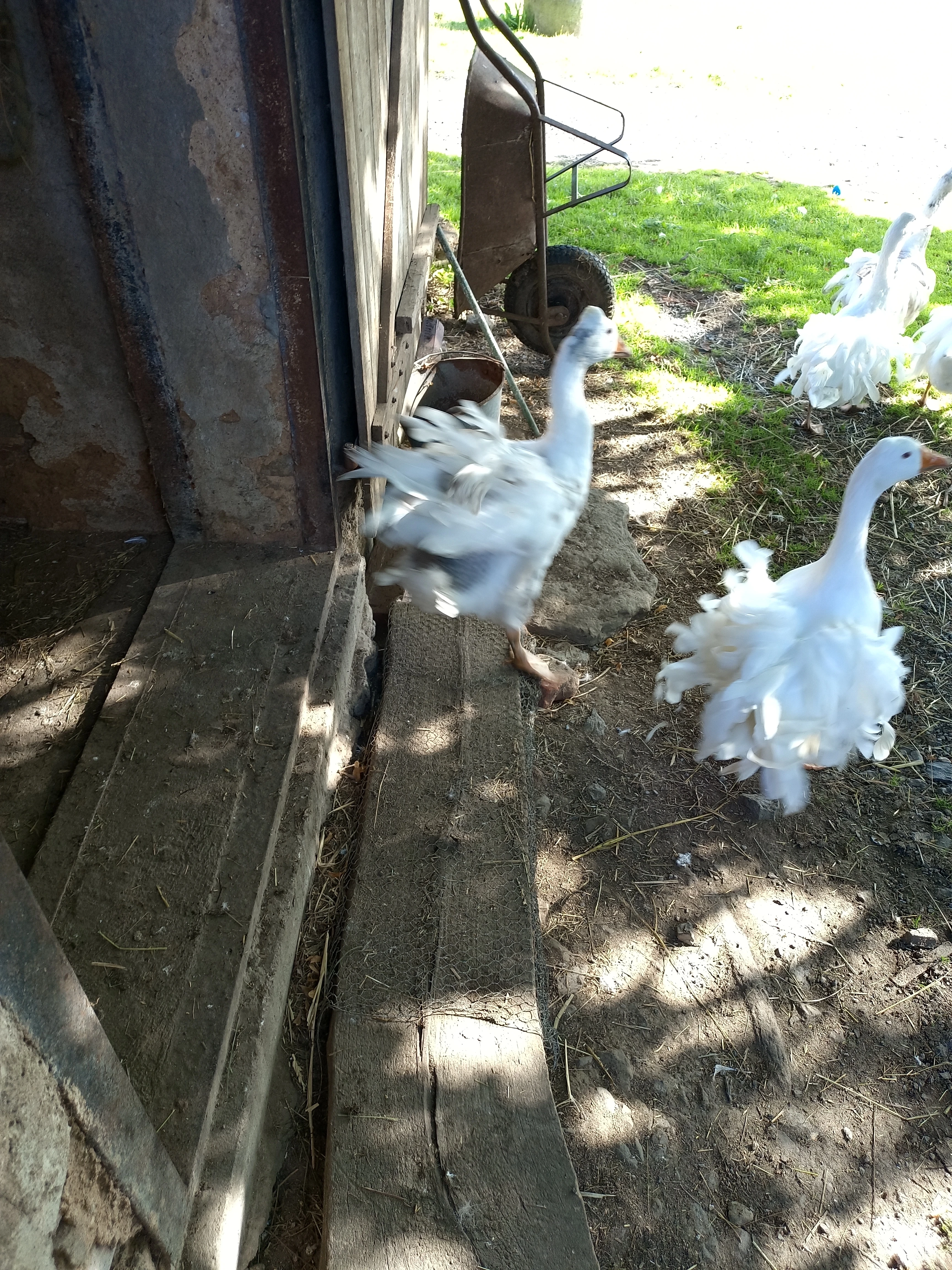 Prodám husy kadeřavé