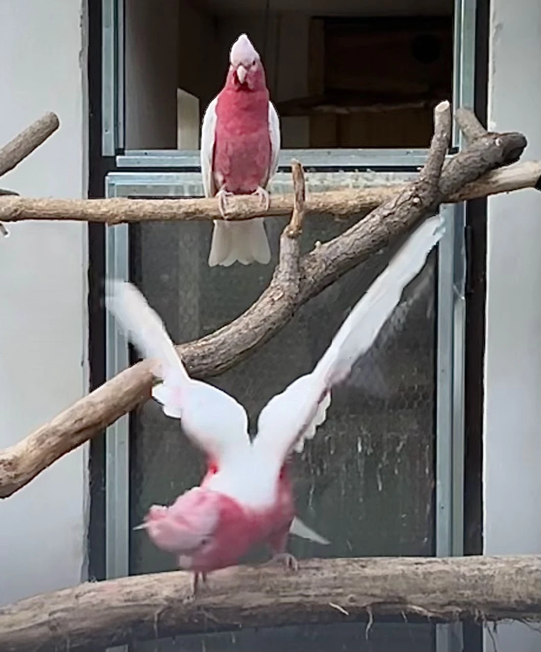 Kakadu růžový (lutino)