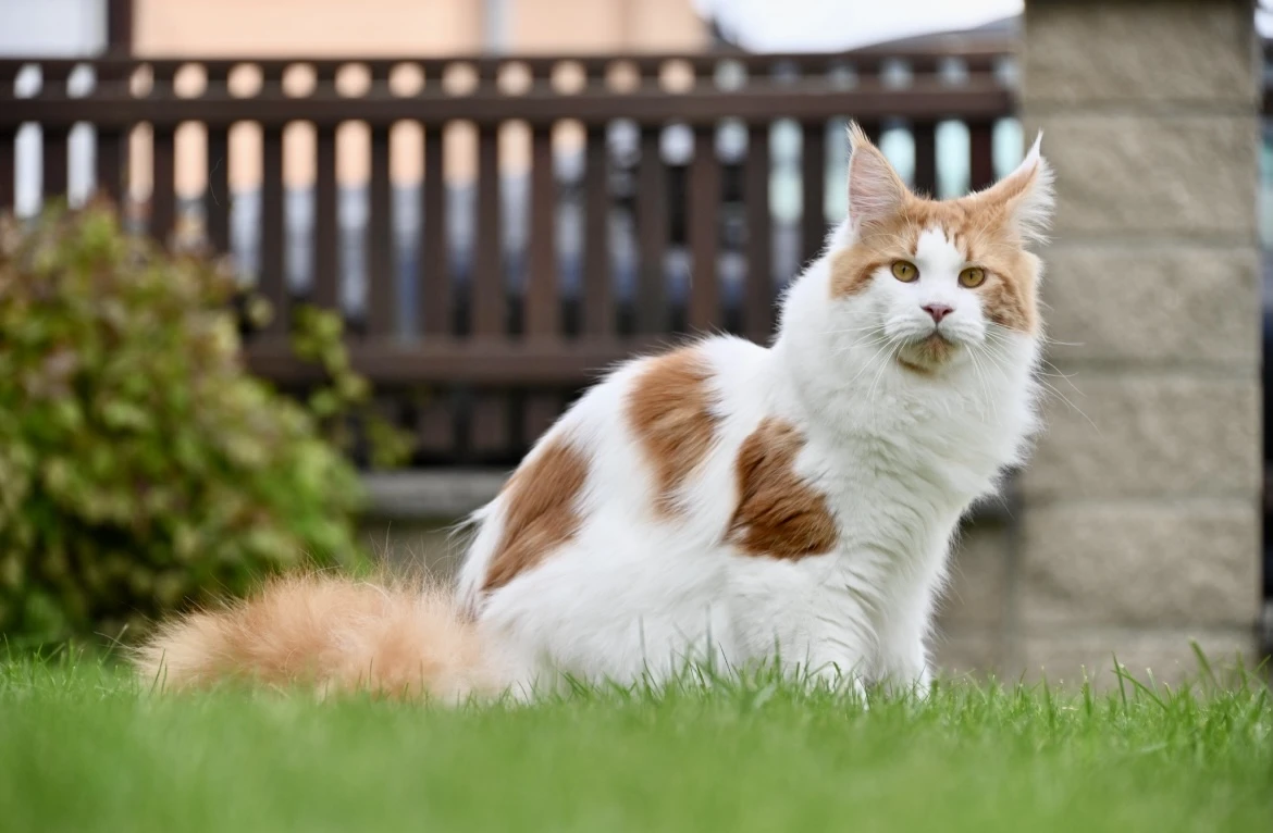 Mainská mývalí - kocour s PP - krytí