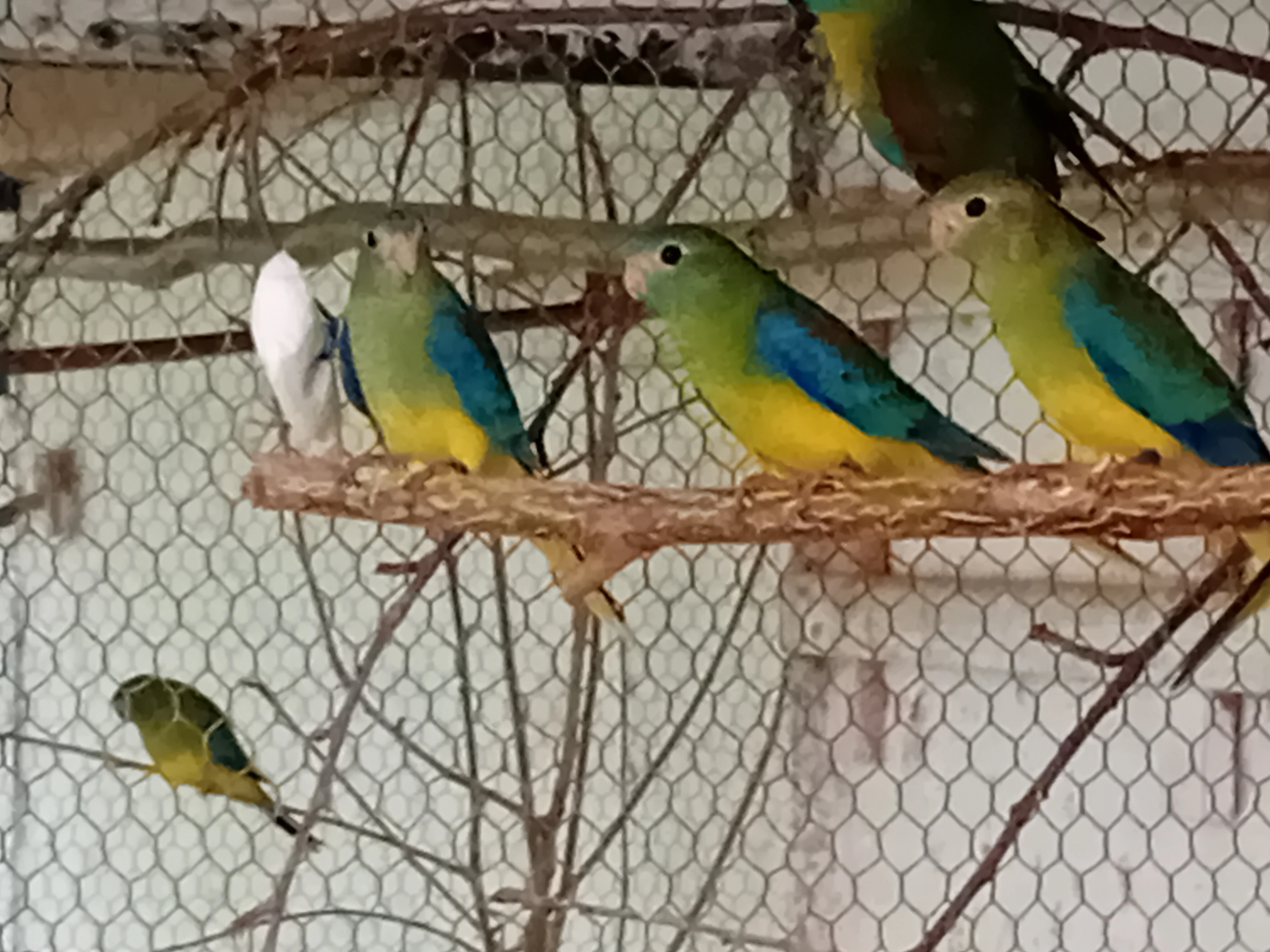 Neoféma tyrkysová přírodní