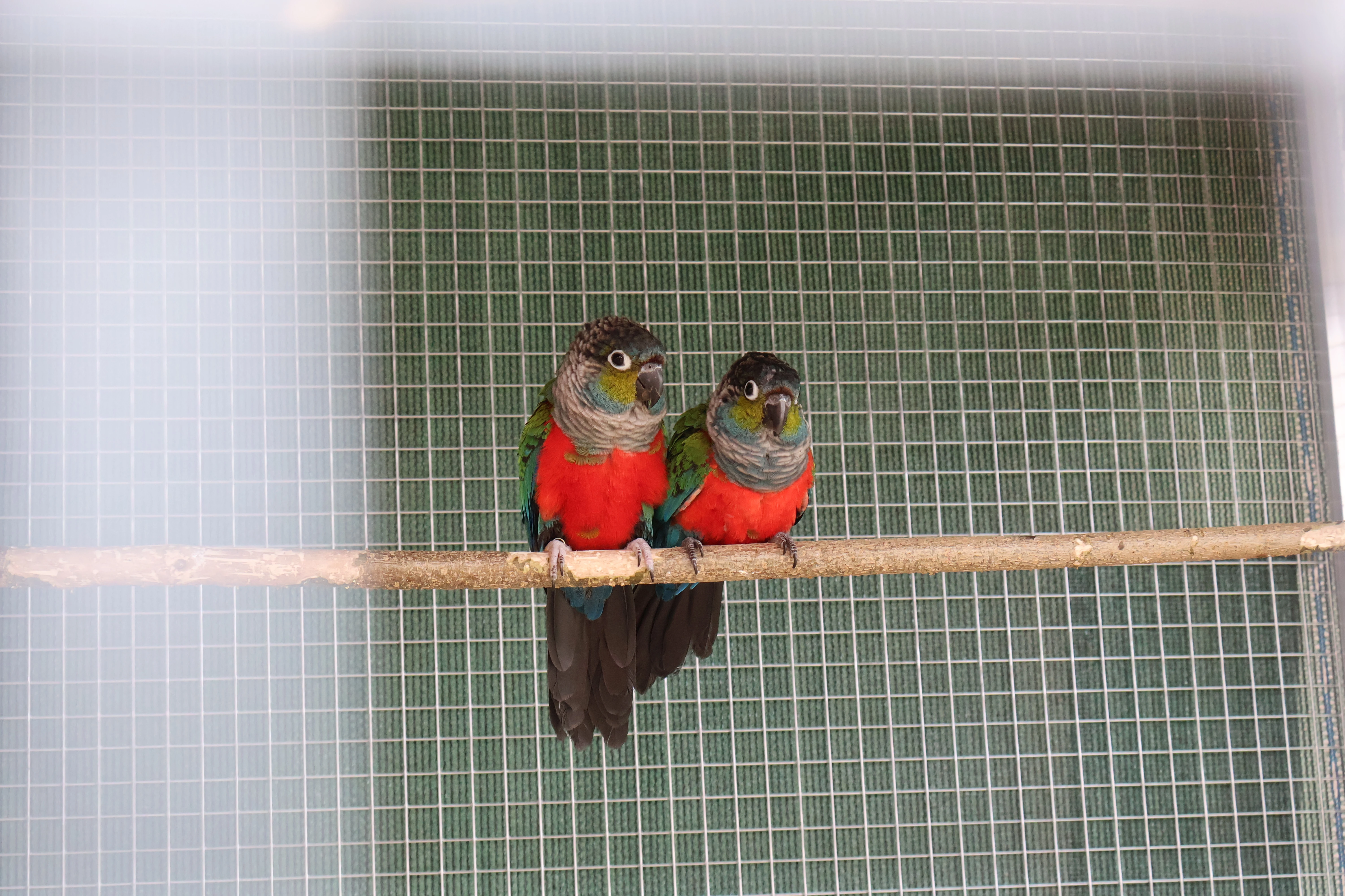 Pyrura červenobřichý - chovný pár