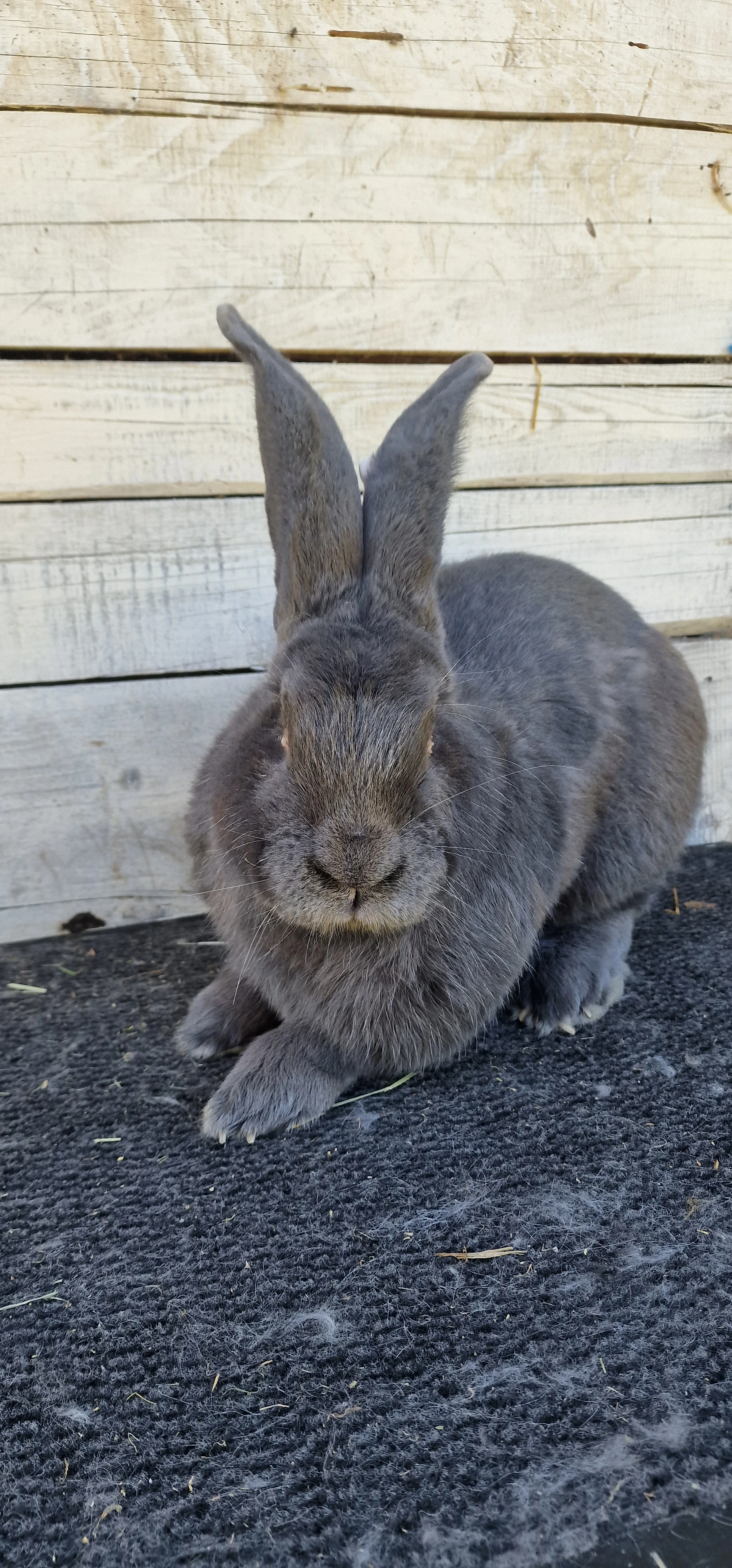 Belgický obr modrý