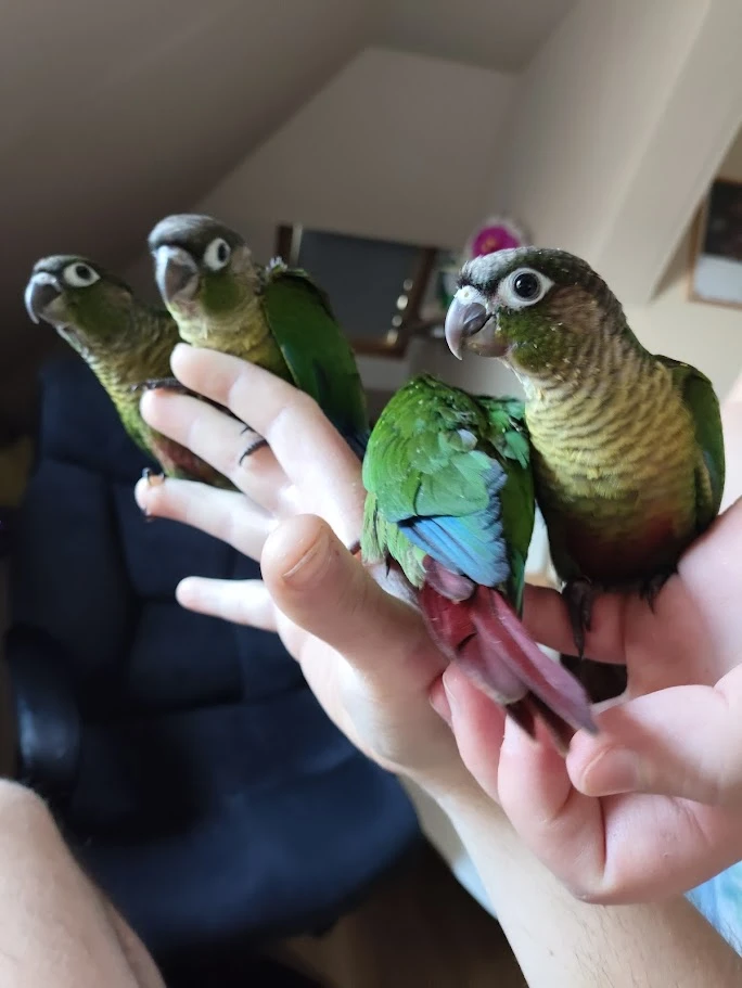 Poslední samička ze snůšky (Pyrrhura molinae)